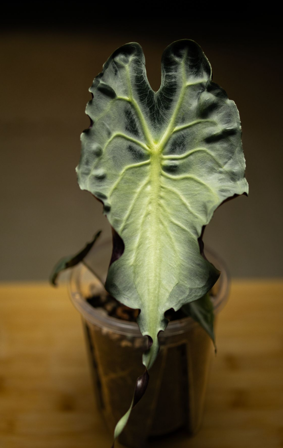 ALOCASIA VENOM PLANTLET – GOLD LEAF GREENHOUSE