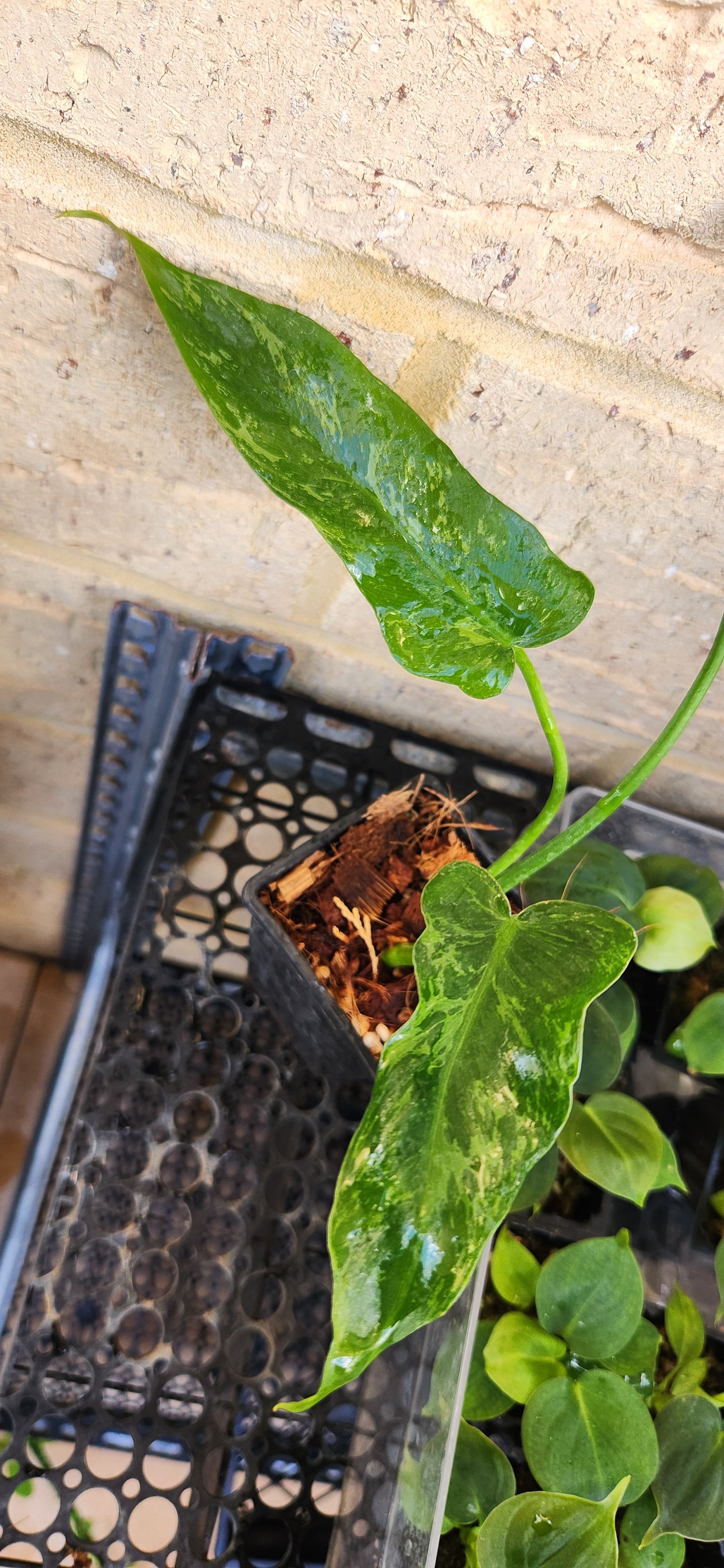 philodendron lime fiddle variegated PHILODENDRON GOLDEN DRAGON 'LIME-FIDDLE' VARIEGATED