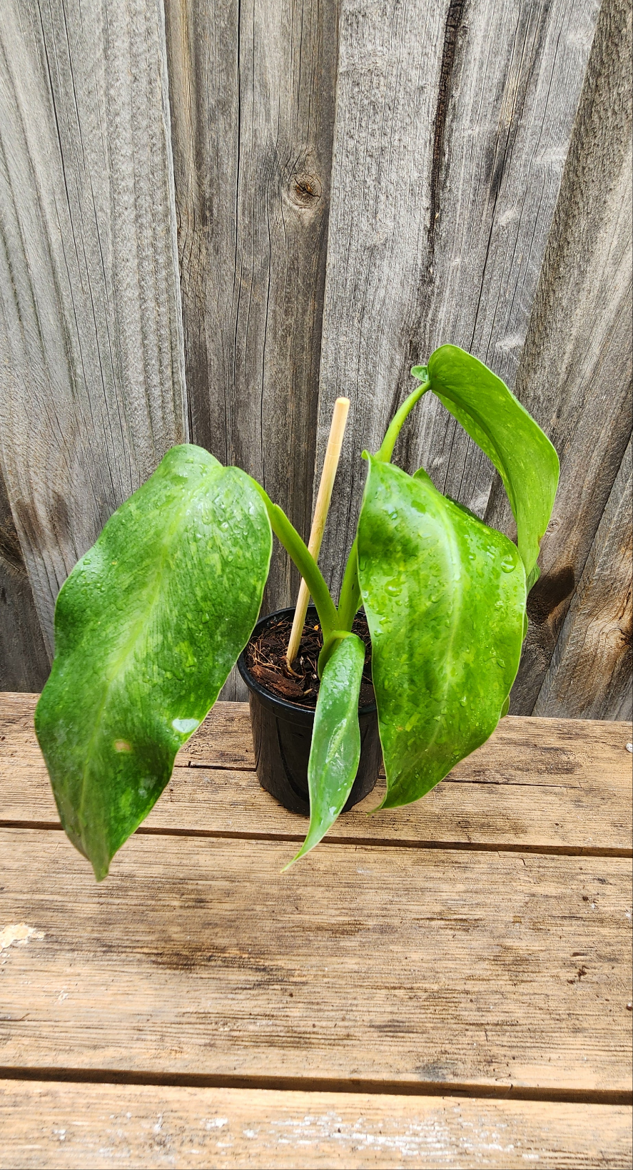 PHILODENDRON JOSE BUONO VARIEGATED