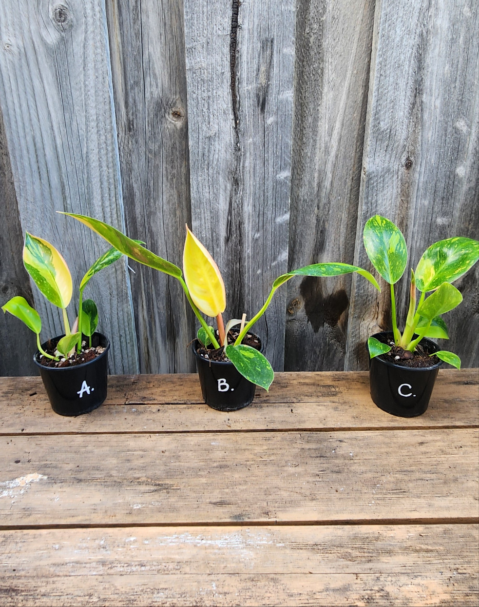 PHILODENDRON CONGO VARIEGATED "NUCLEAR"