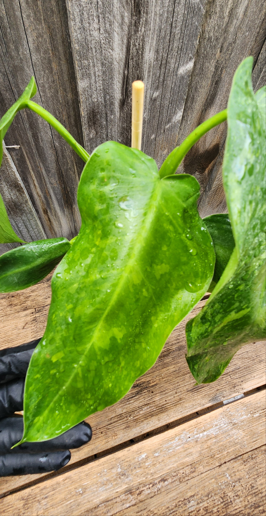 PHILODENDRON JOSE BUONO VARIEGATED