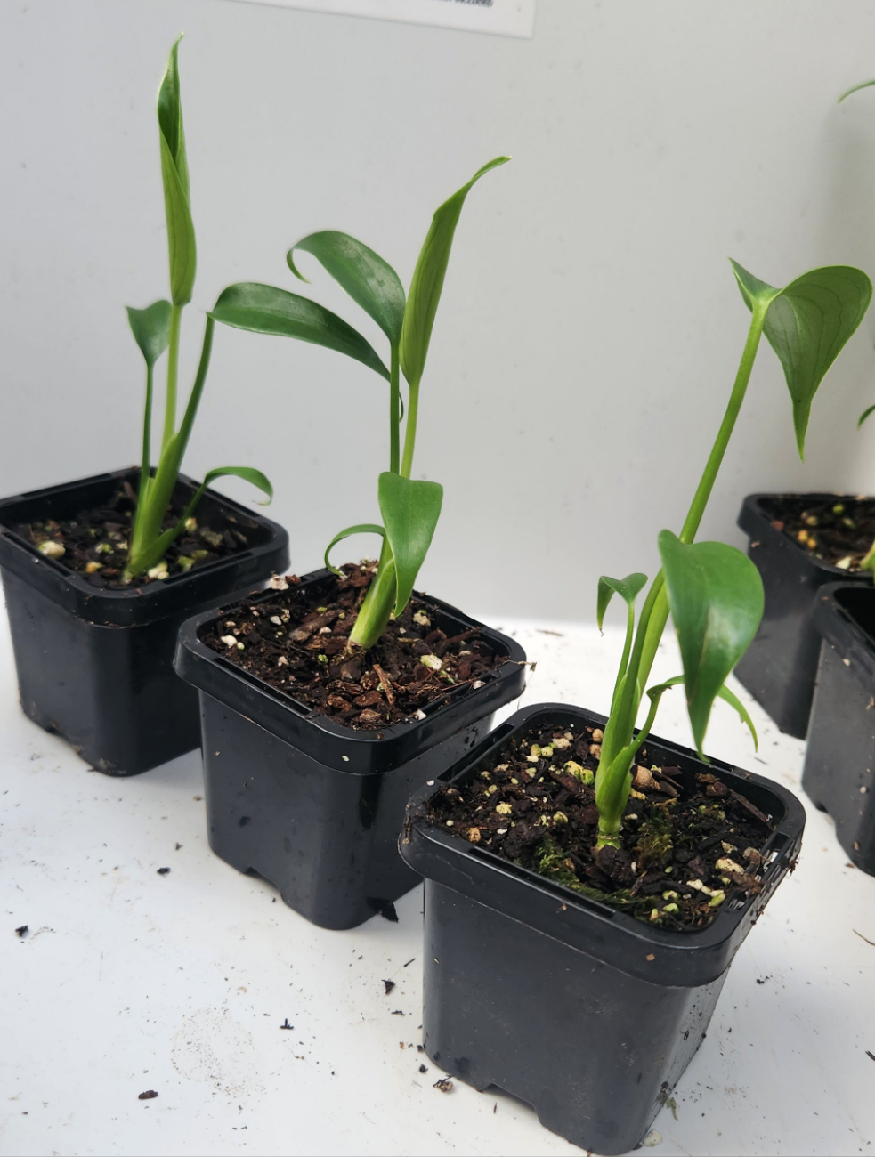 MONSTERA BURLE MARX FLAME