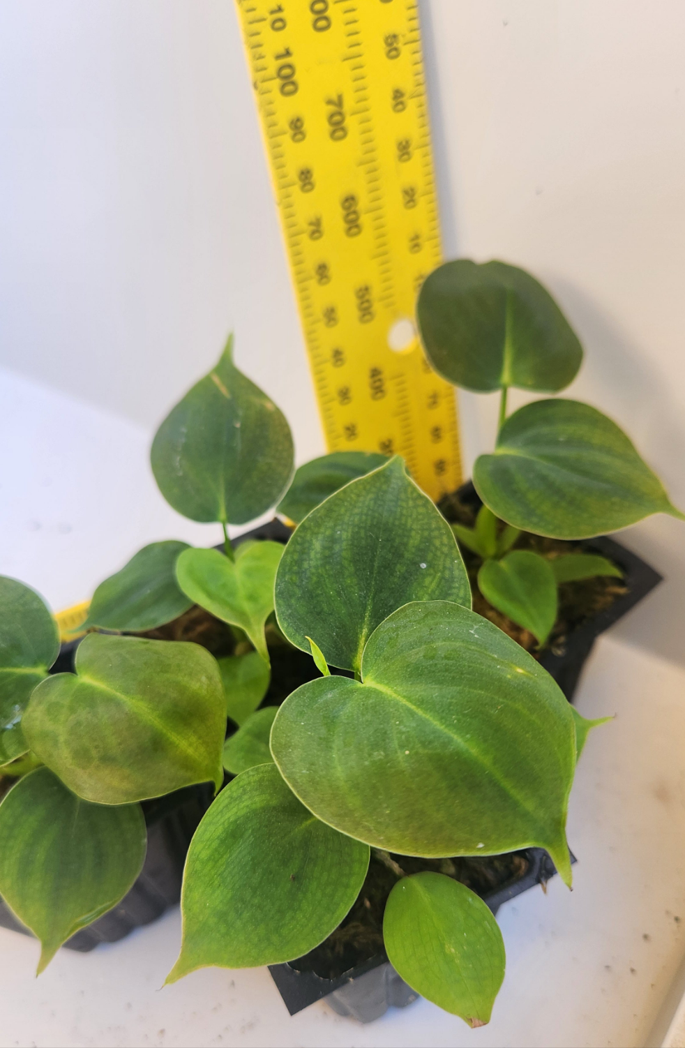 PHILODENDRON LUPINUM PLANTLET