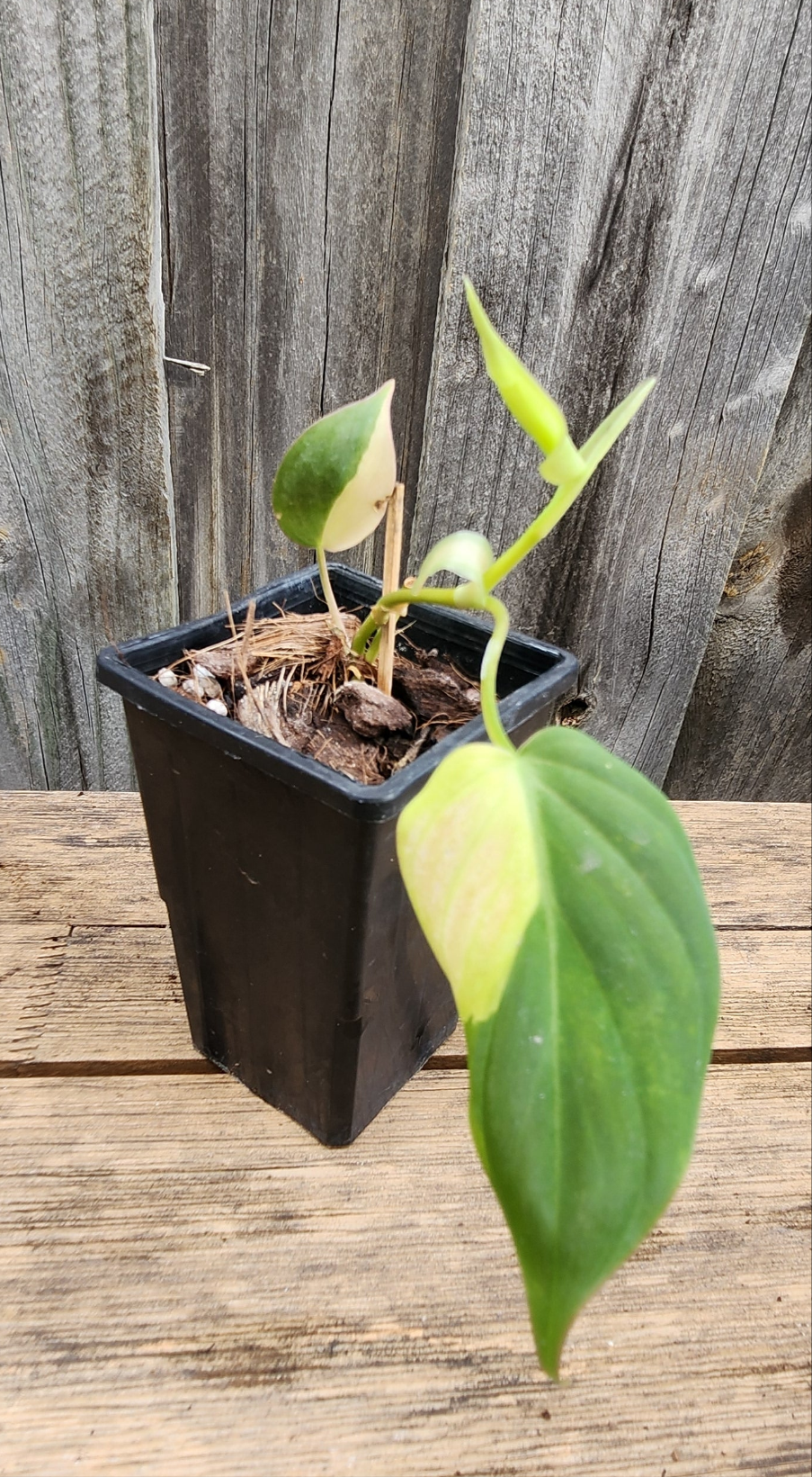 PHILODENDRON MICANS VARIEGATED