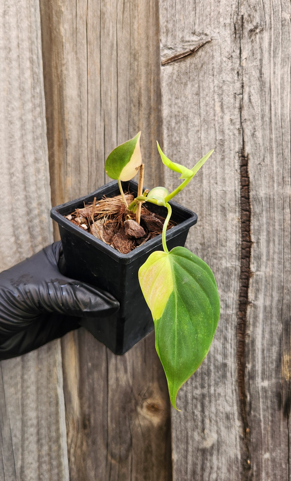 PHILODENDRON MICANS VARIEGATED