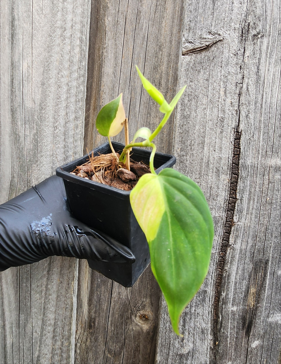 PHILODENDRON MICANS VARIEGATED