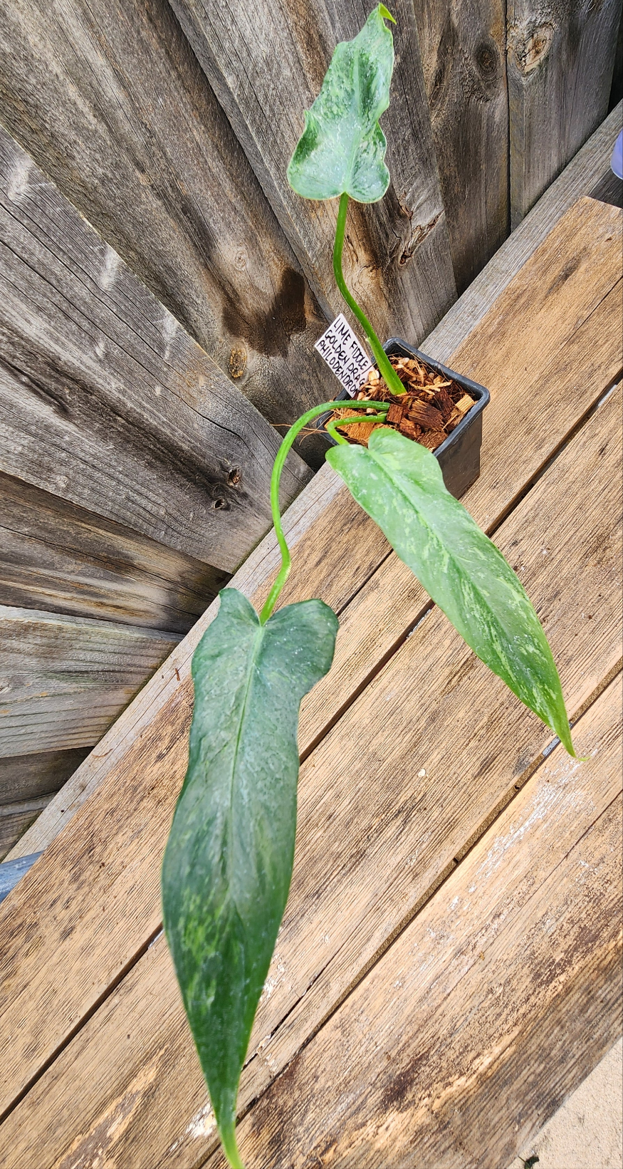 fiddle lime philodendron PHILODENDRON GOLDEN DRAGON 'LIME-FIDDLE' VARIEGATED