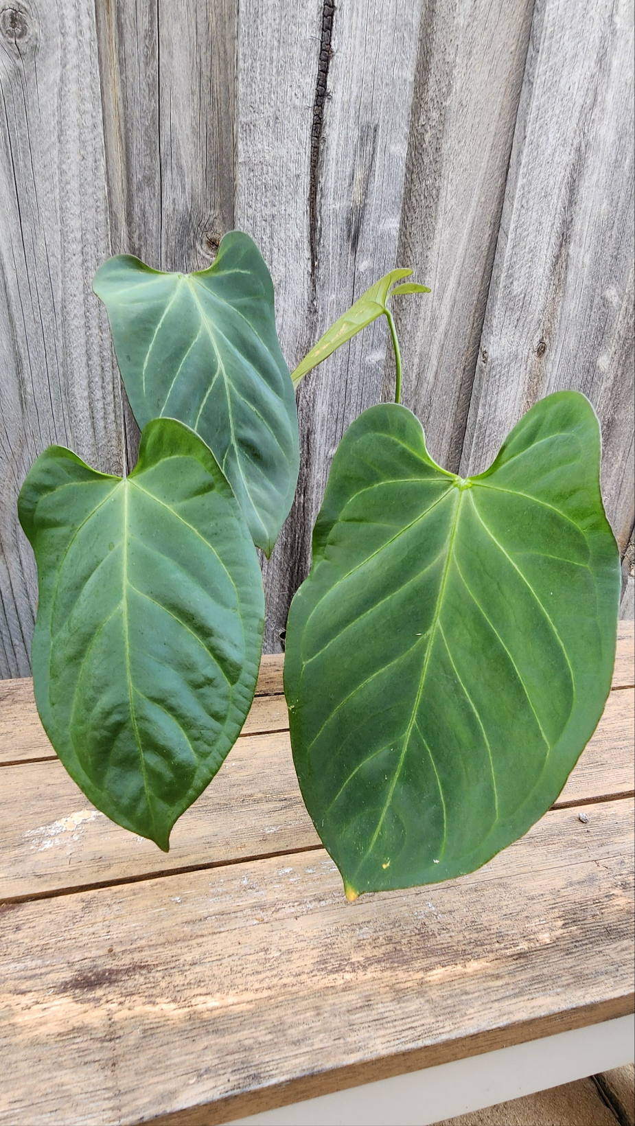 ANTHURIUM CRYSTALLINUM x BOSWORTH BEAUTY