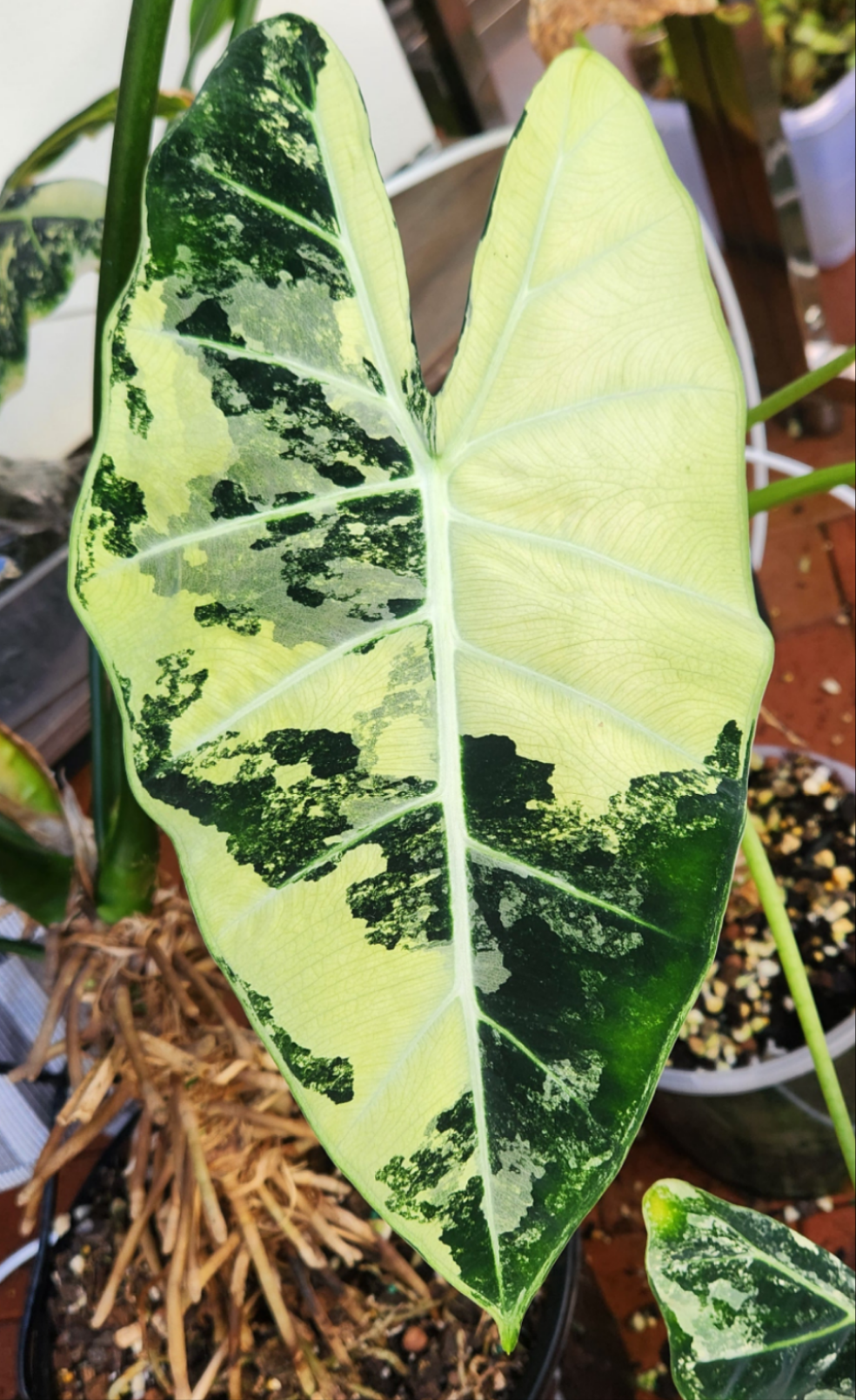 ALOCASIA MICHOLITZIANA FRYDEK PLANTLET