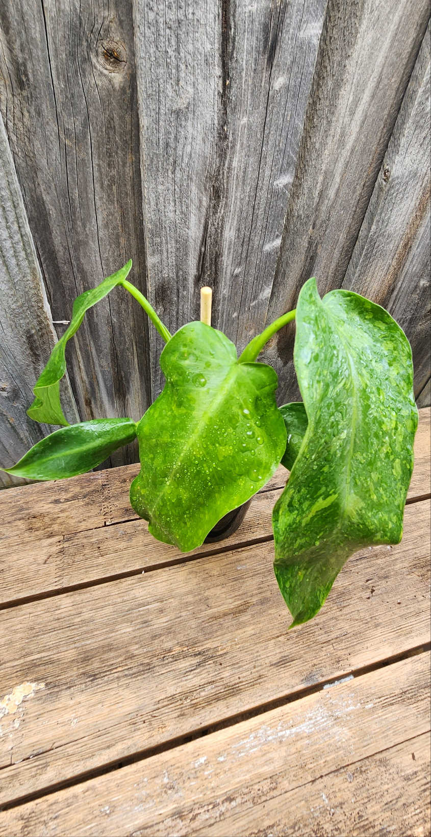 PHILODENDRON JOSE BUONO VARIEGATED
