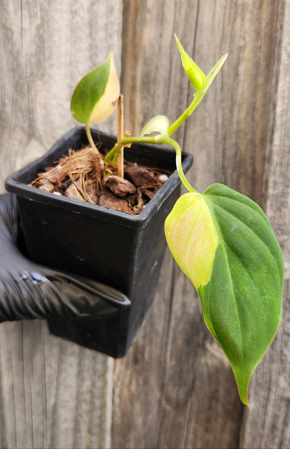 PHILODENDRON MICANS VARIEGATED