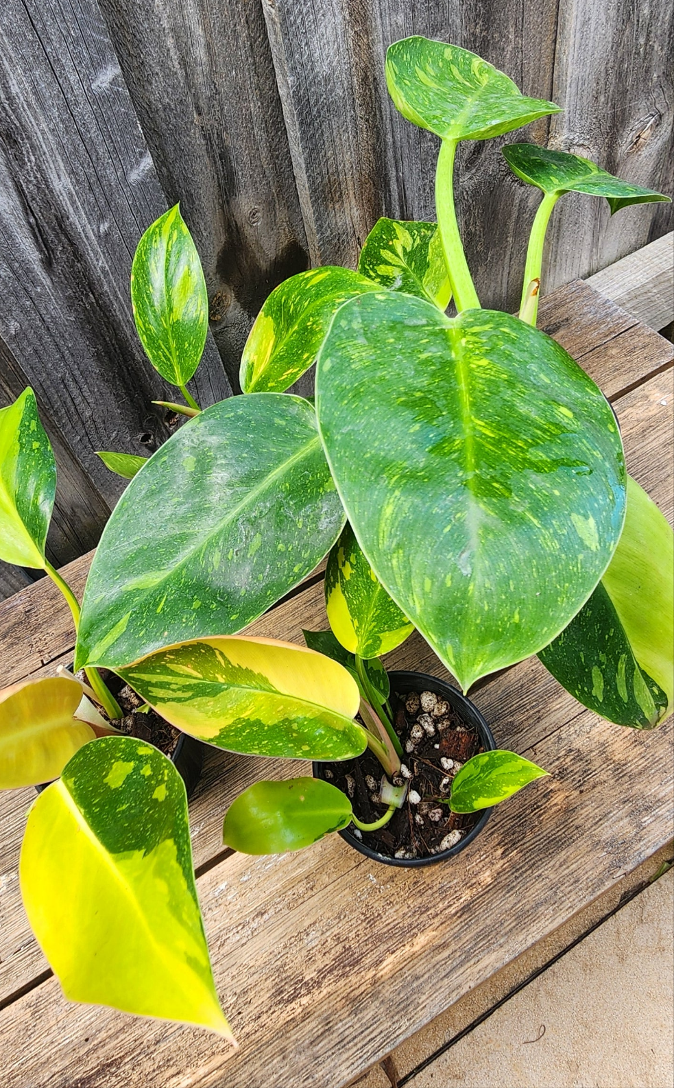 PHILODENDRON CONGO VARIEGATED "NUCLEAR"