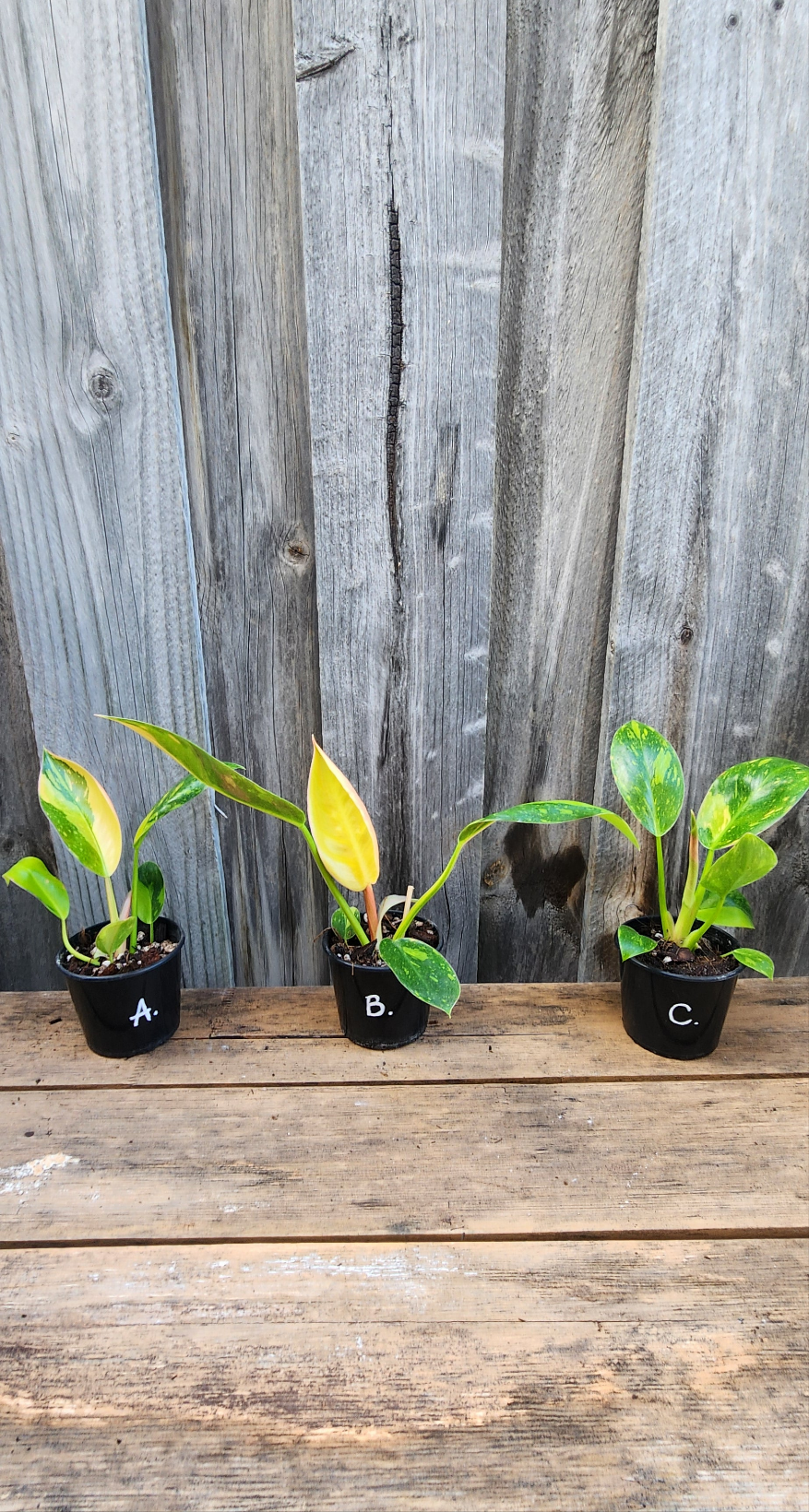 PHILODENDRON CONGO VARIEGATED "NUCLEAR"