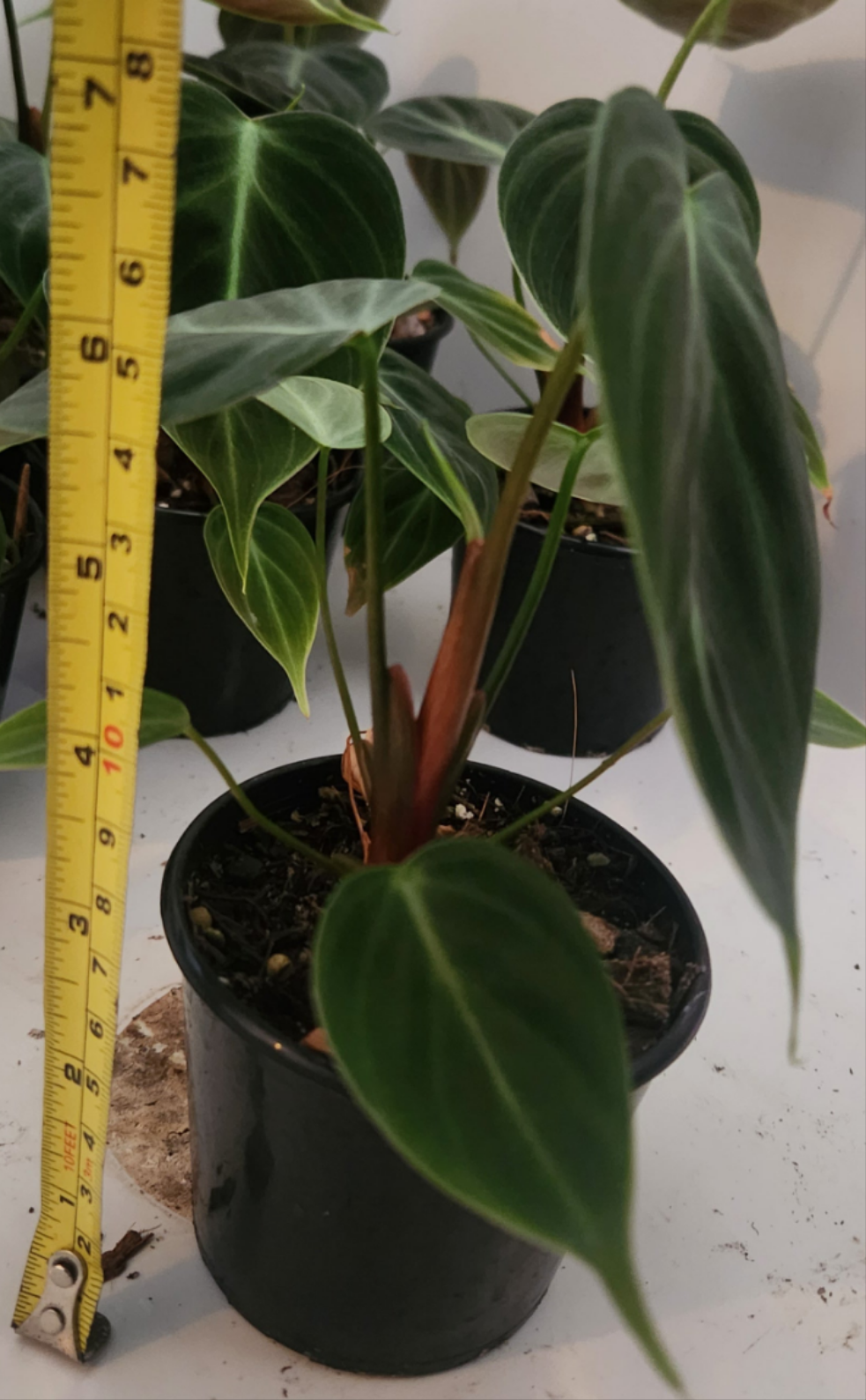 PHILODENDRON RUBRIJUVENILE 'EL CHOCO' RED