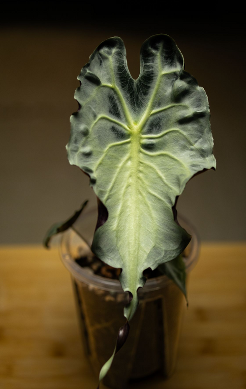 ALOCASIA VENOM PLANTLET