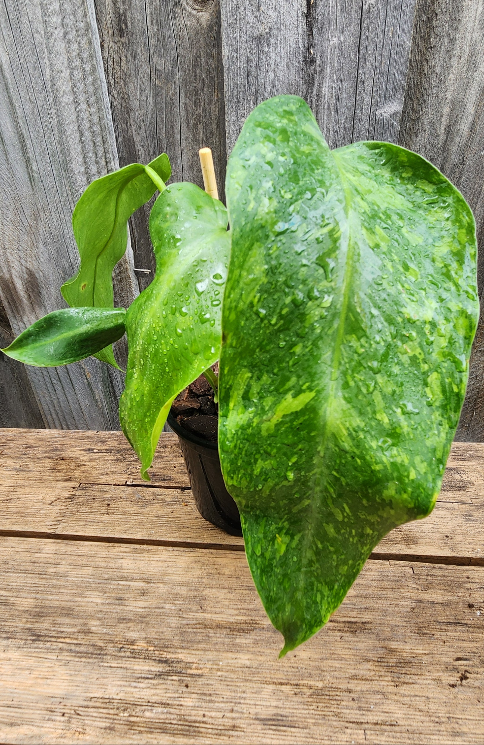 PHILODENDRON JOSE BUONO VARIEGATED