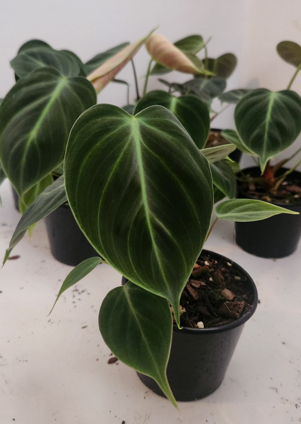 PHILODENDRON RUBRIJUVENILE 'EL CHOCO' RED