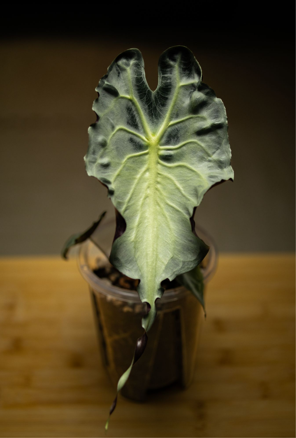 ALOCASIA VENOM PLANTLET