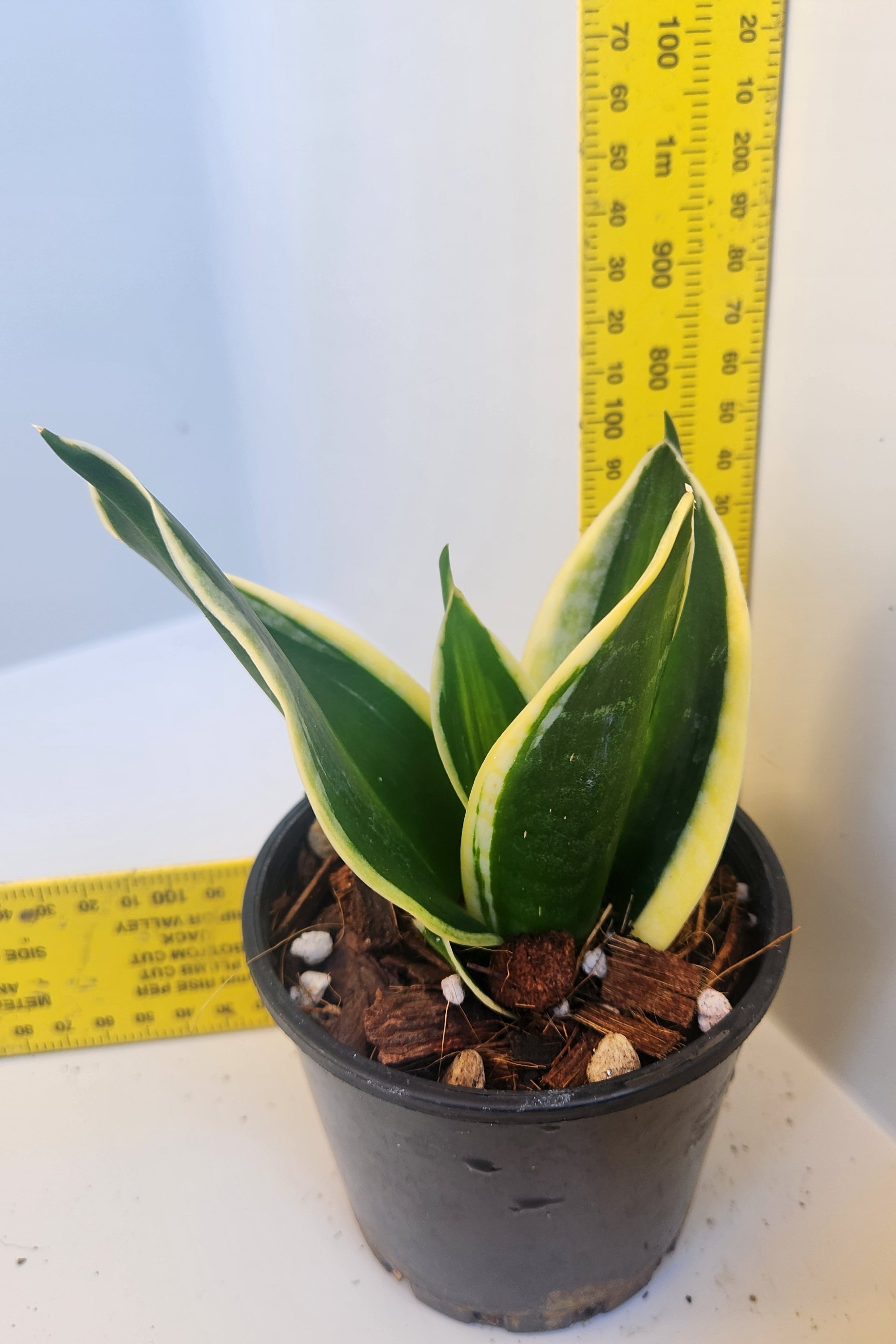 SANSEVIERIA TRIFASCIATA 'HAHNII JADE DWARF' VARIEGATED
