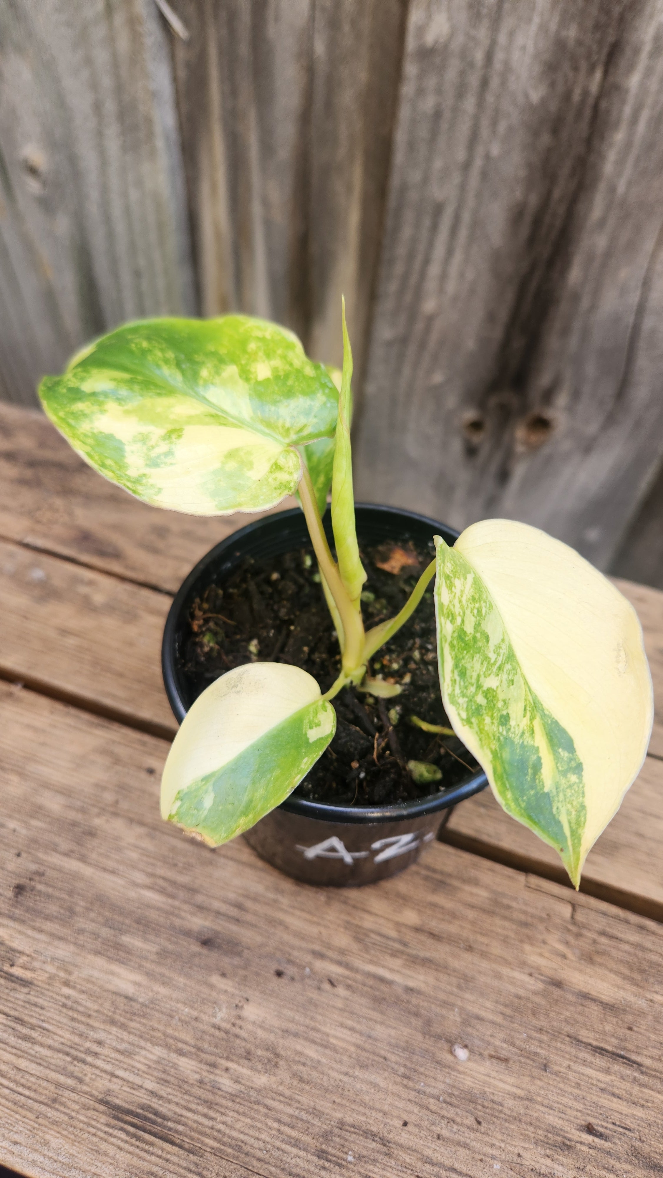 PHILODENDRON BURLE MARX VARIEGATED