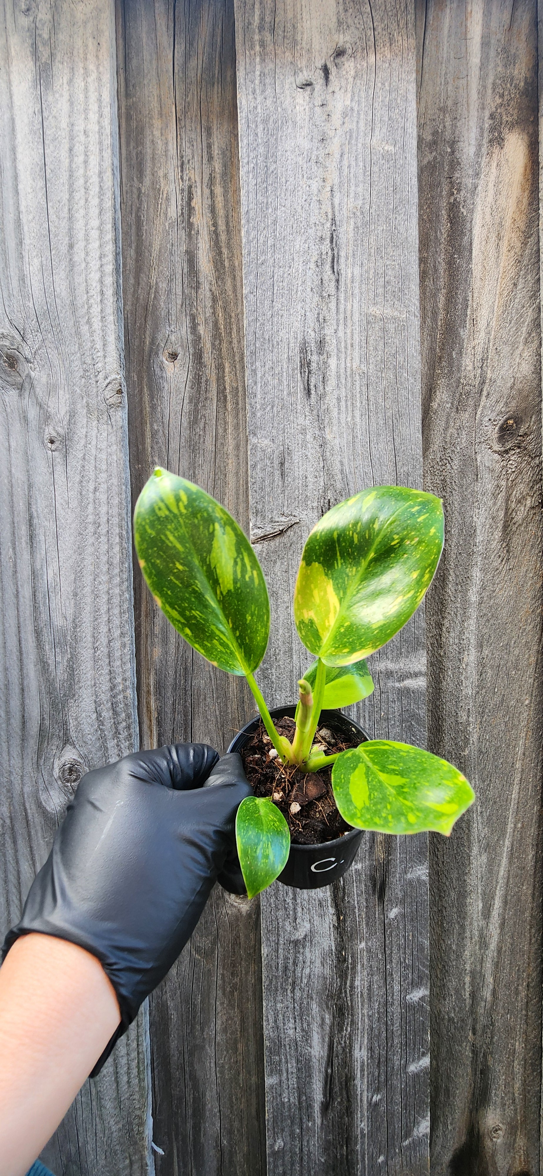 PHILODENDRON CONGO VARIEGATED "NUCLEAR"