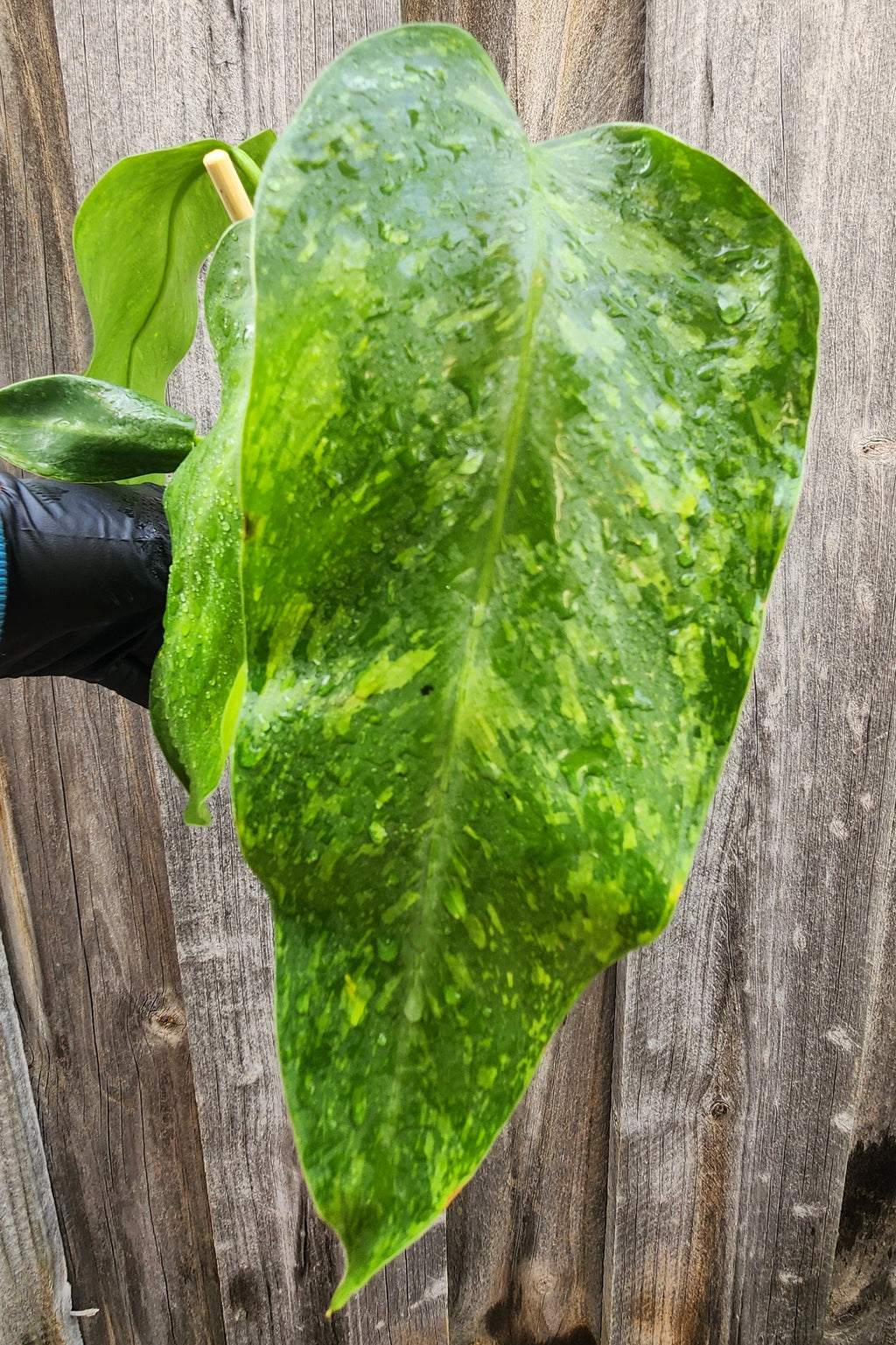 PHILODENDRON JOSE BUONO VARIEGATED