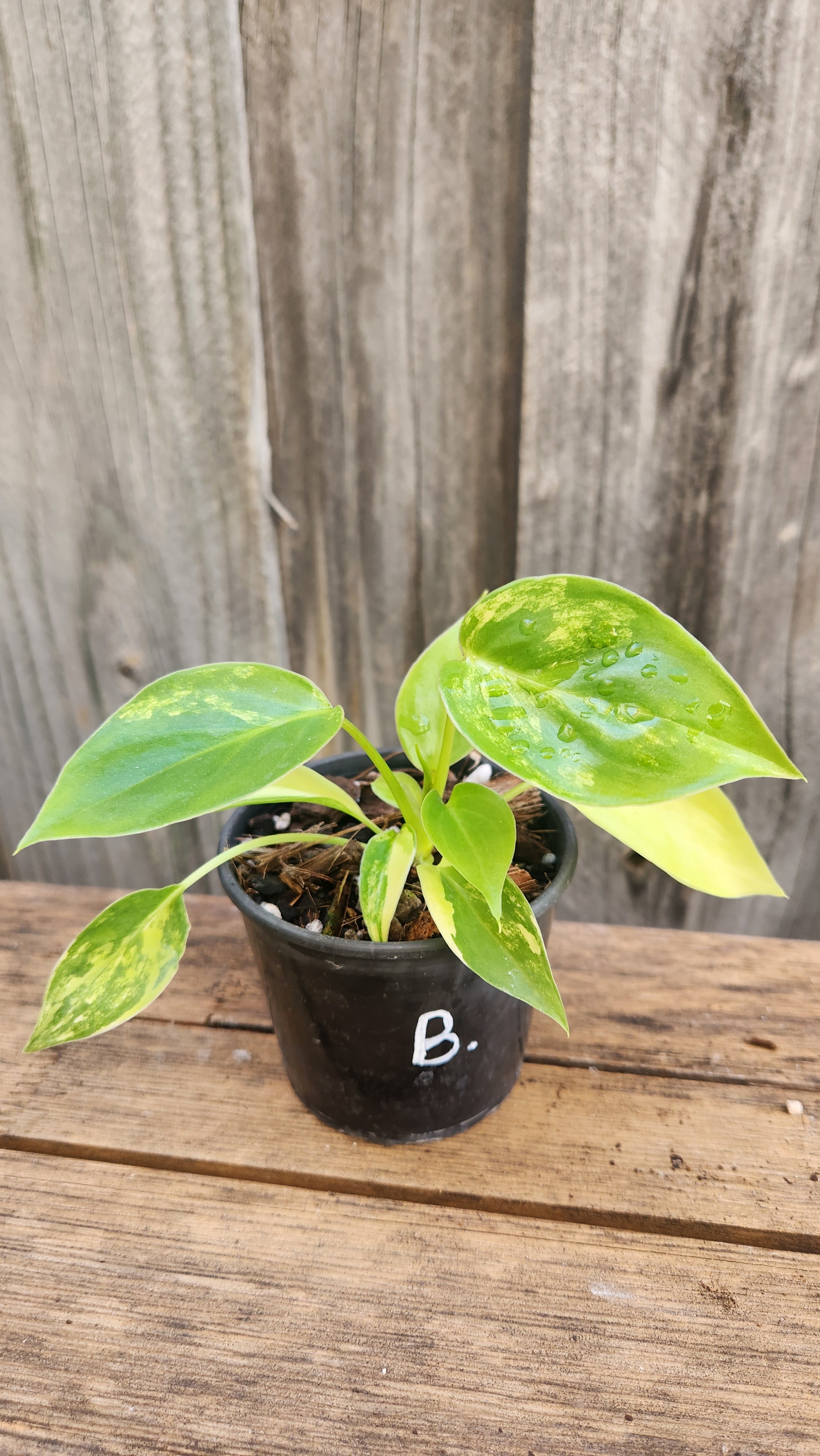 PHILODENDRON BURLE MARX VARIEGATED