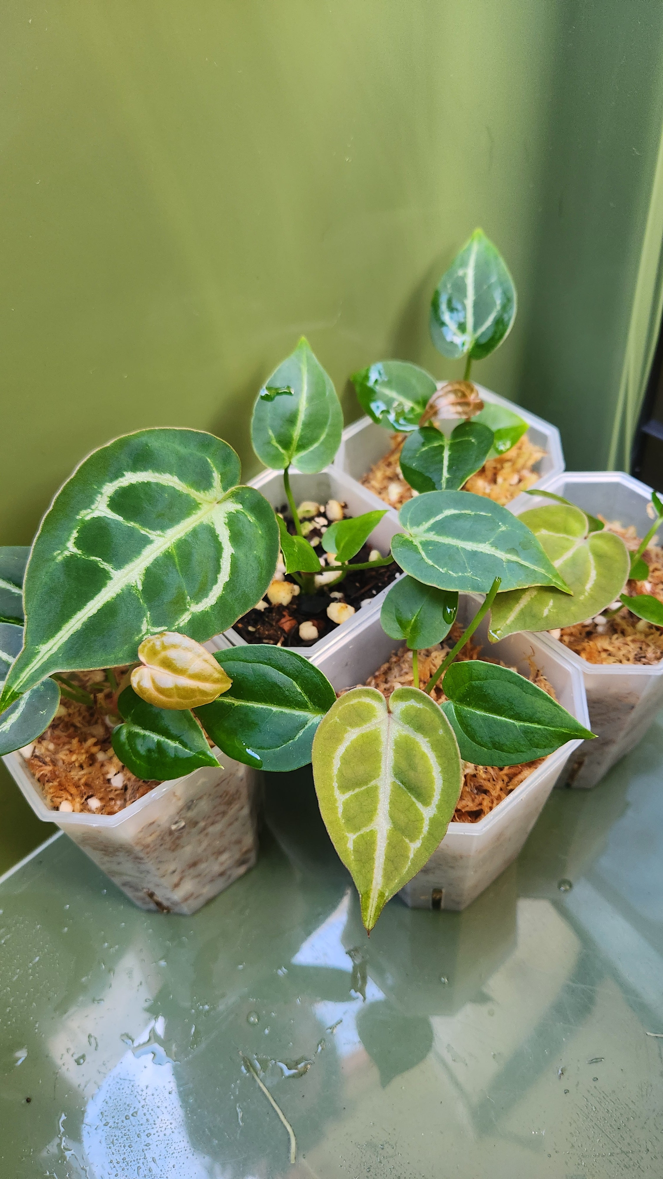 ANTHURIUM DARK FORGETII x BESSEAE AFF x MICHELLE – GOLD LEAF