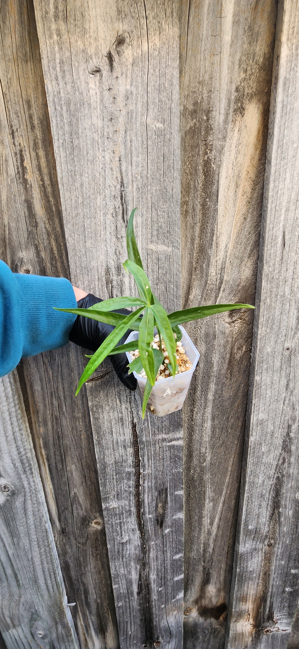 ANTHURIUM POLYDACTYLUM