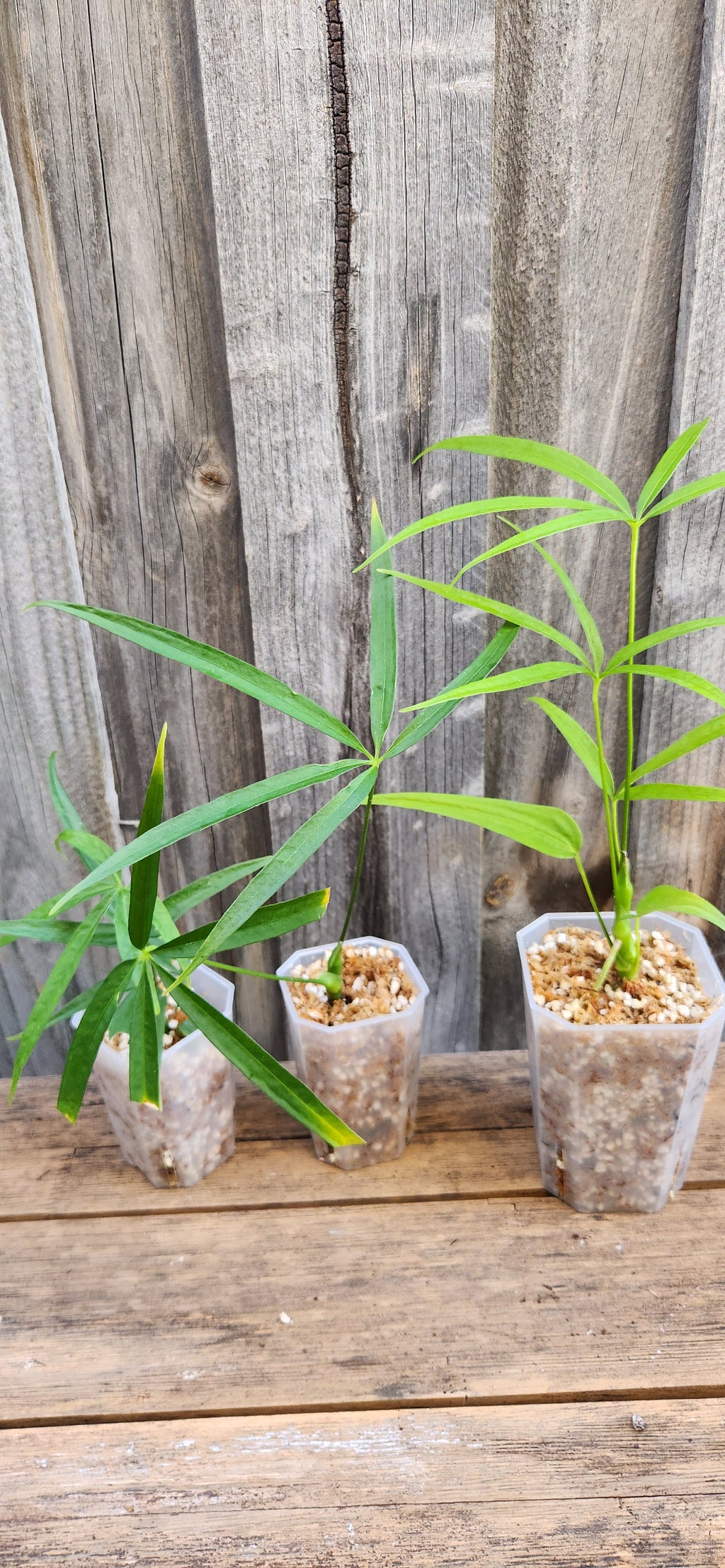 ANTHURIUM POLYDACTYLUM
