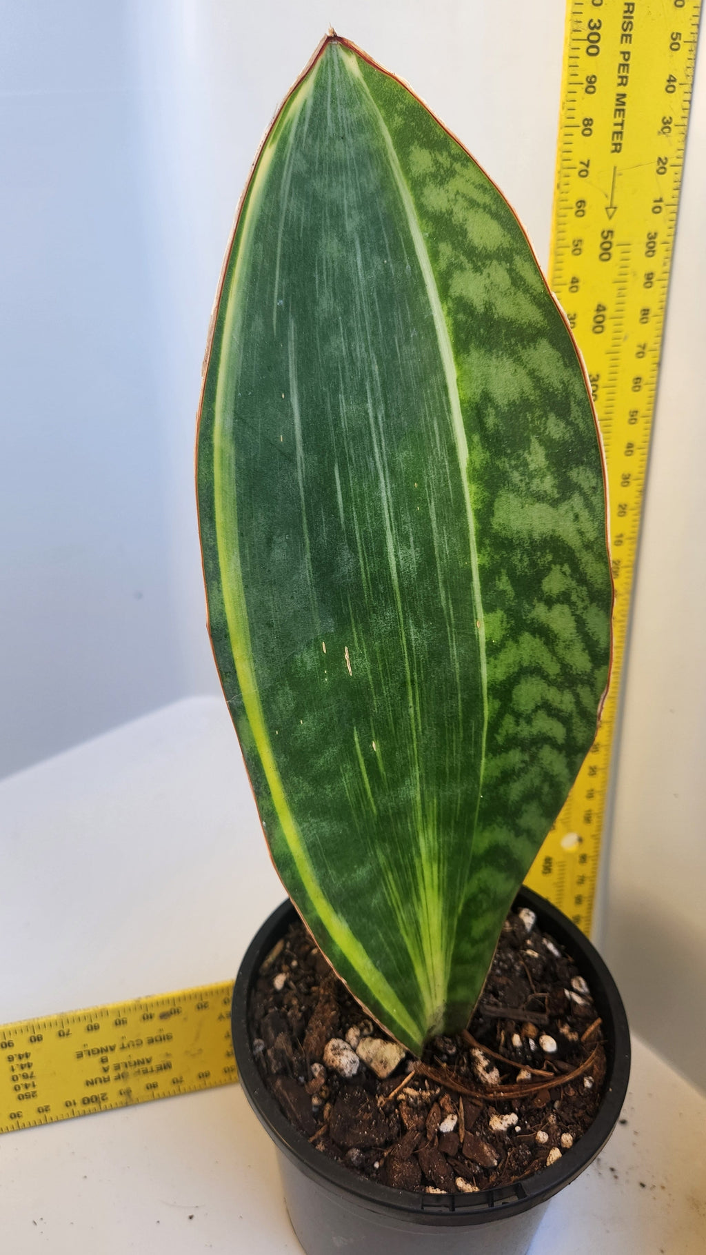 SANSEVIERIA MASONIANA 'WHALE FIN' VARIEGATED