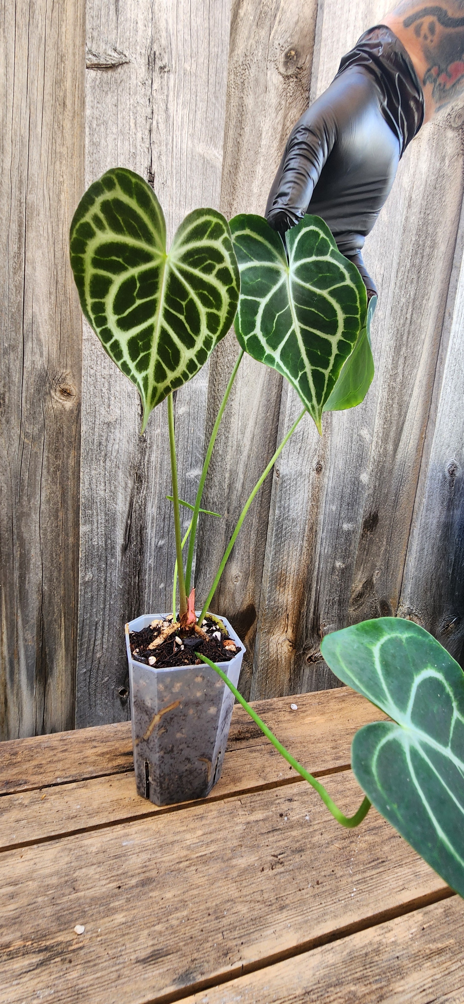 anthurium clarinervium australia ANTHURIUM QUEEN CLARINERVIUM – GOLD LEAF GREENHOUSE