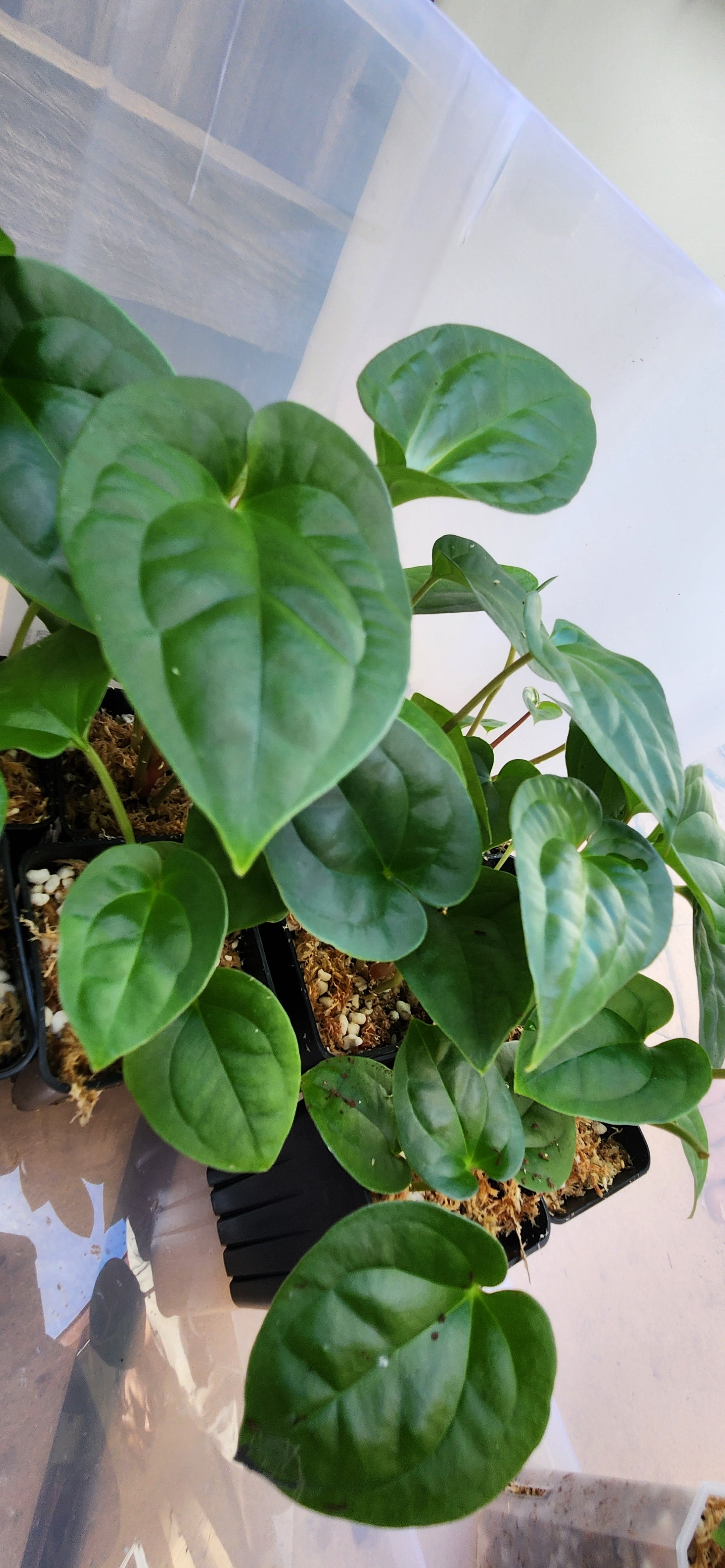 ANTHURIUM SILVER BLUSH x LUXURIANS