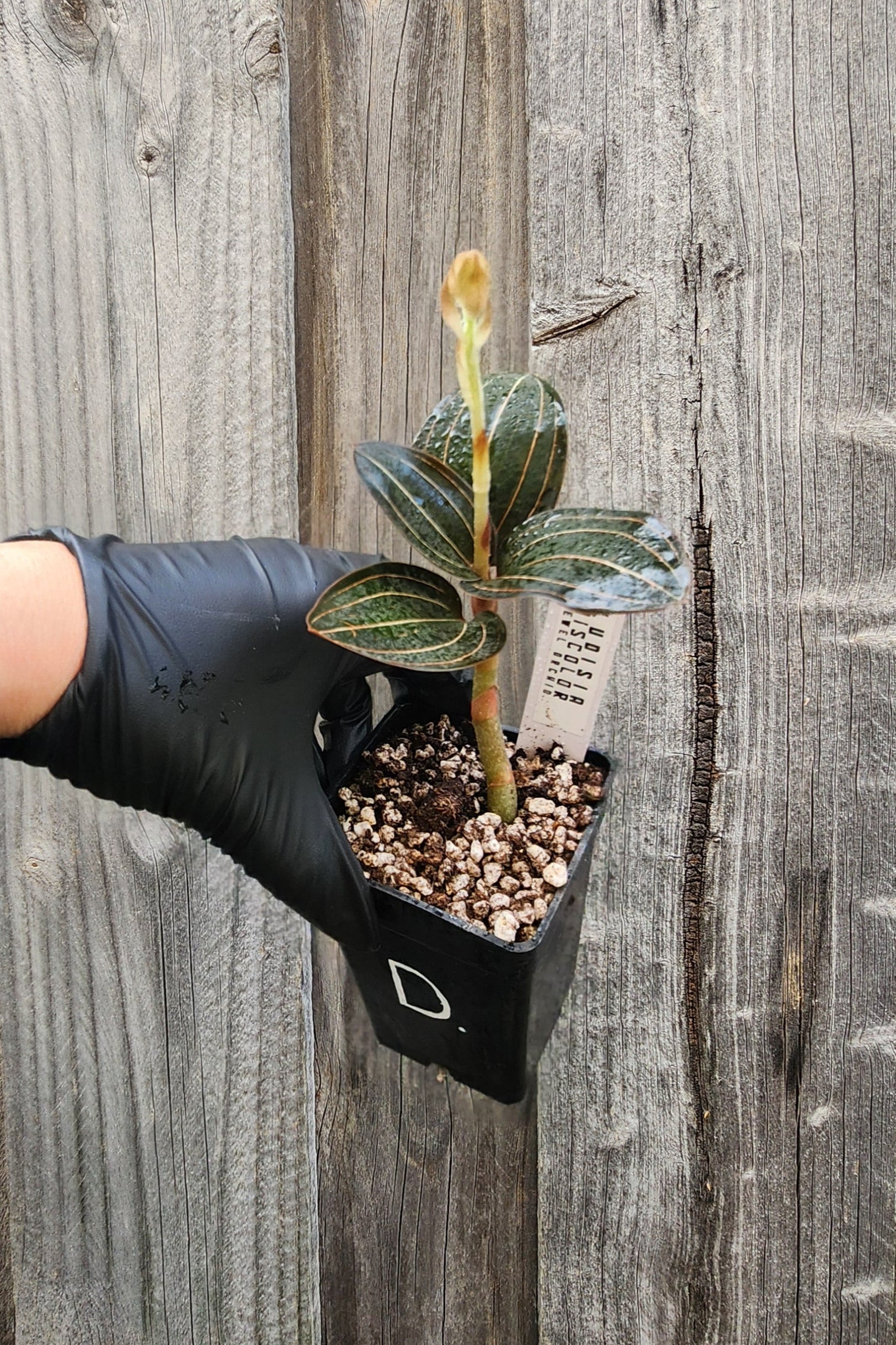 JEWEL ORCHID LUDISIA DISCOLOR 'NIGRESCENS'