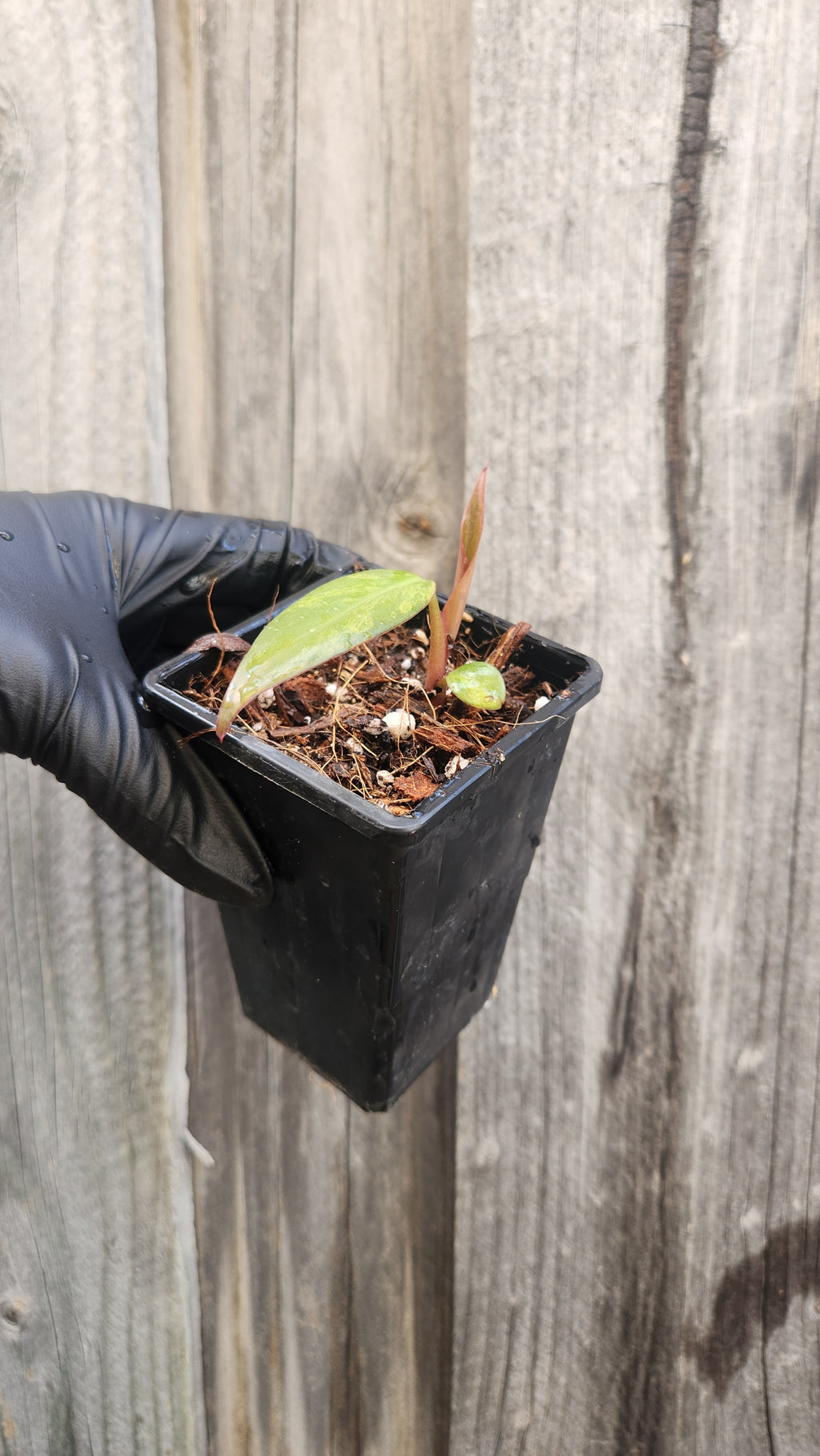 PHILODENDRON STRAWBERRY SHAKE VARIEGATED