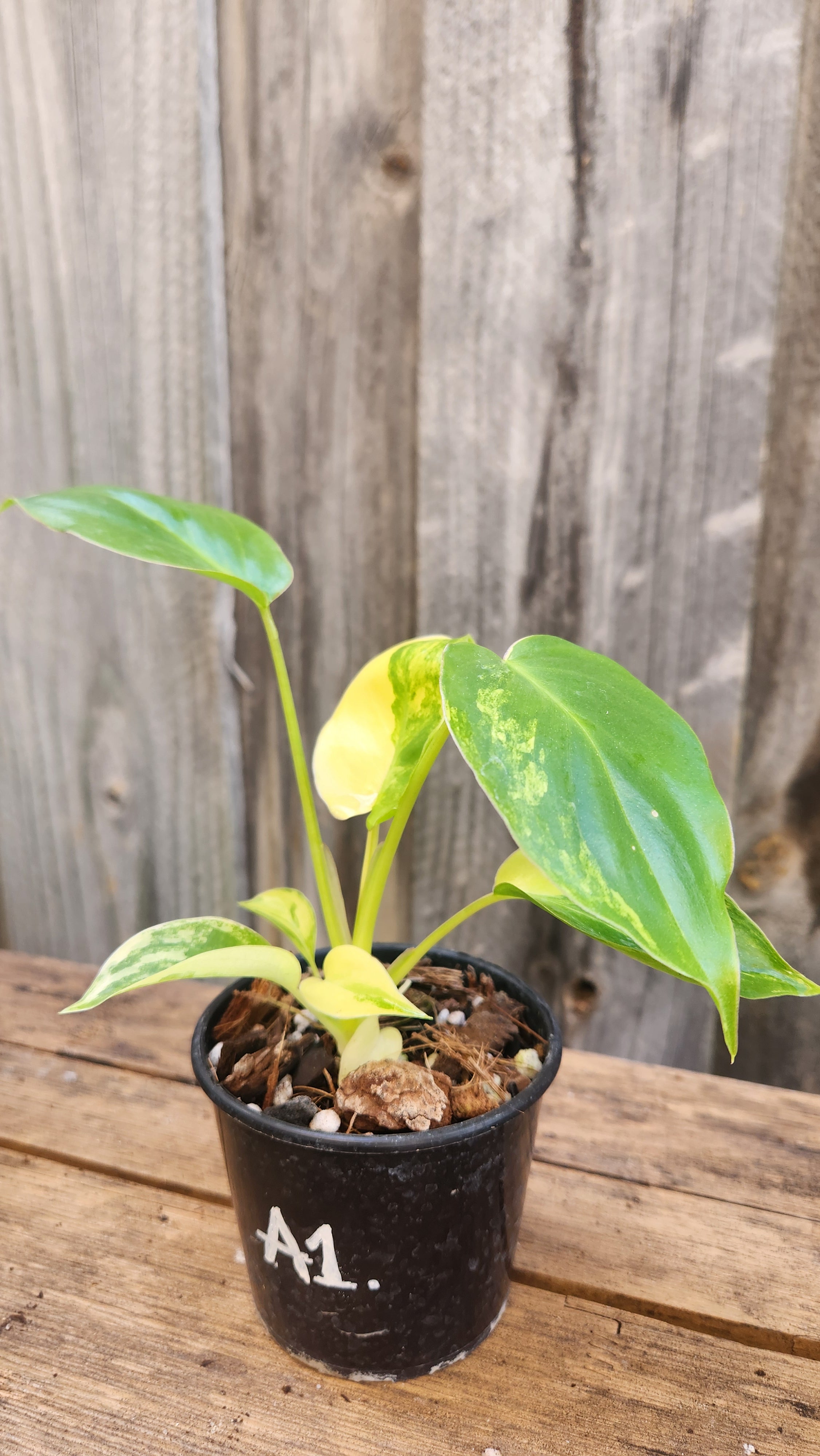 PHILODENDRON BURLE MARX VARIEGATED