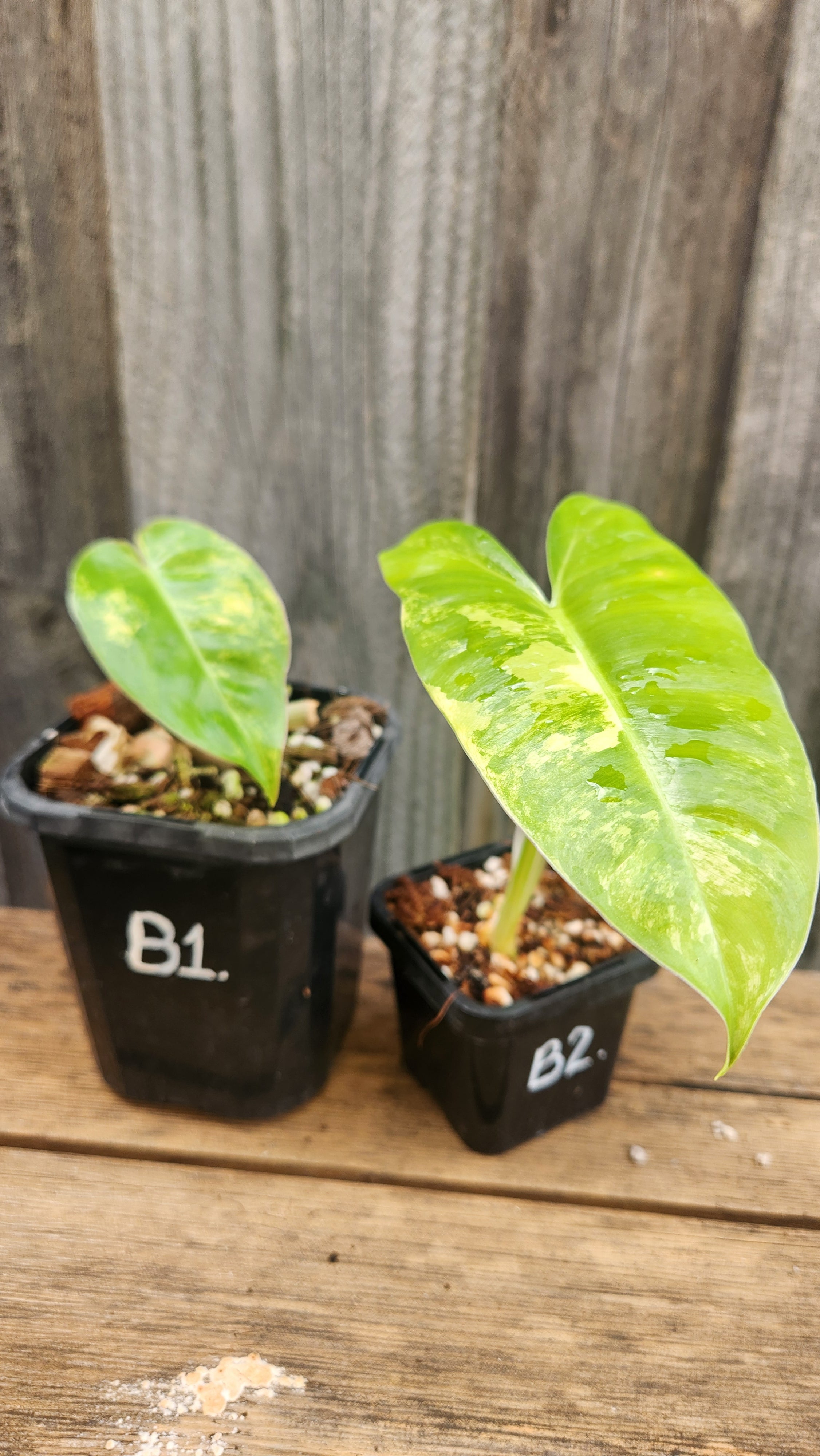 PHILODENDRON BURLE MARX VARIEGATED