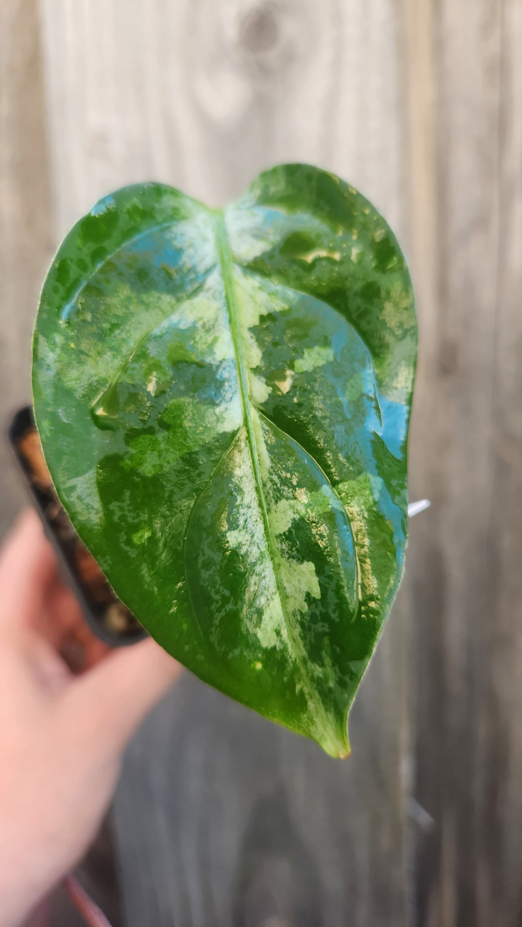 AGLAONEMA PICTUM TRICOLOR