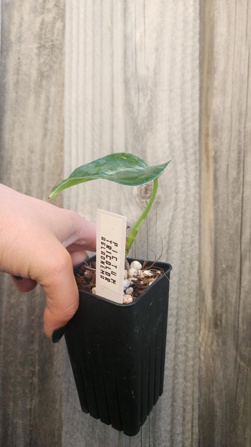 AGLAONEMA PICTUM TRICOLOR