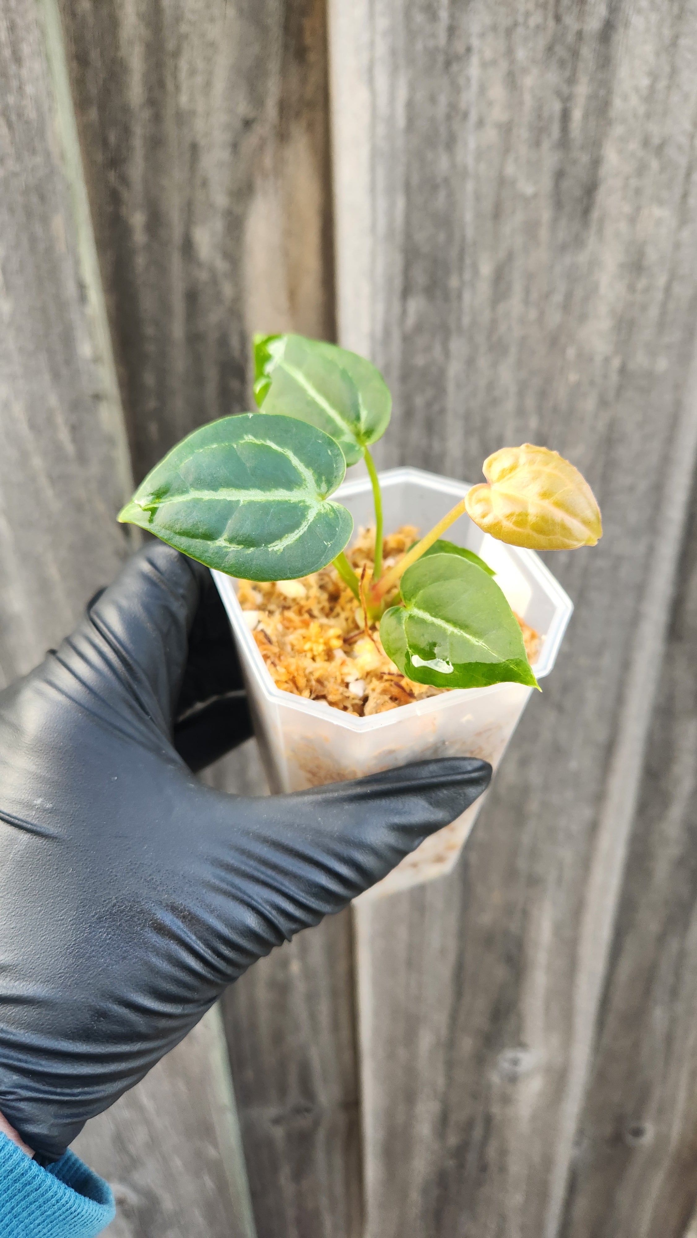 ANTHURIUM DARK FORGETII x BESSEAE AFF x MICHELLE