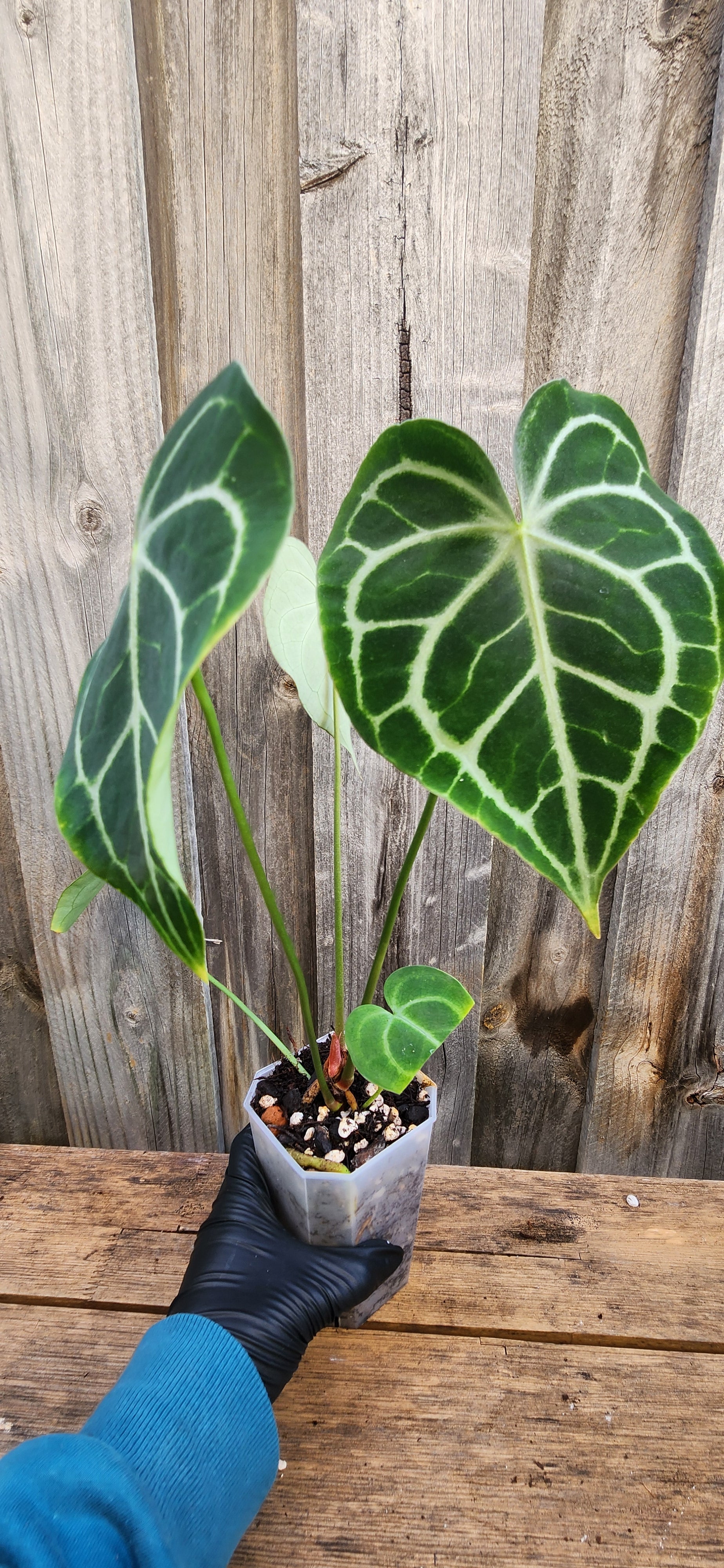 anthurium clarinervium queen ANTHURIUM QUEEN CLARINERVIUM