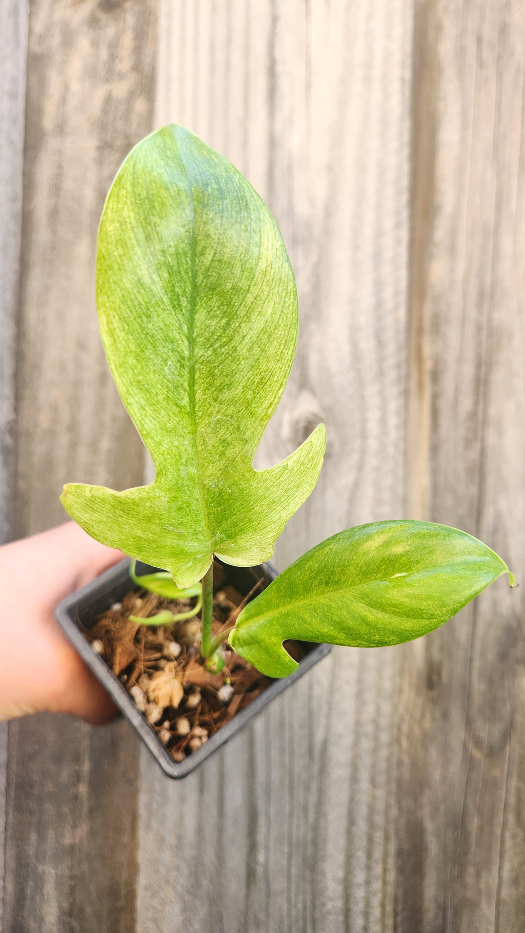 PHILODENDRON FLORIDA GHOST VARIEGATED