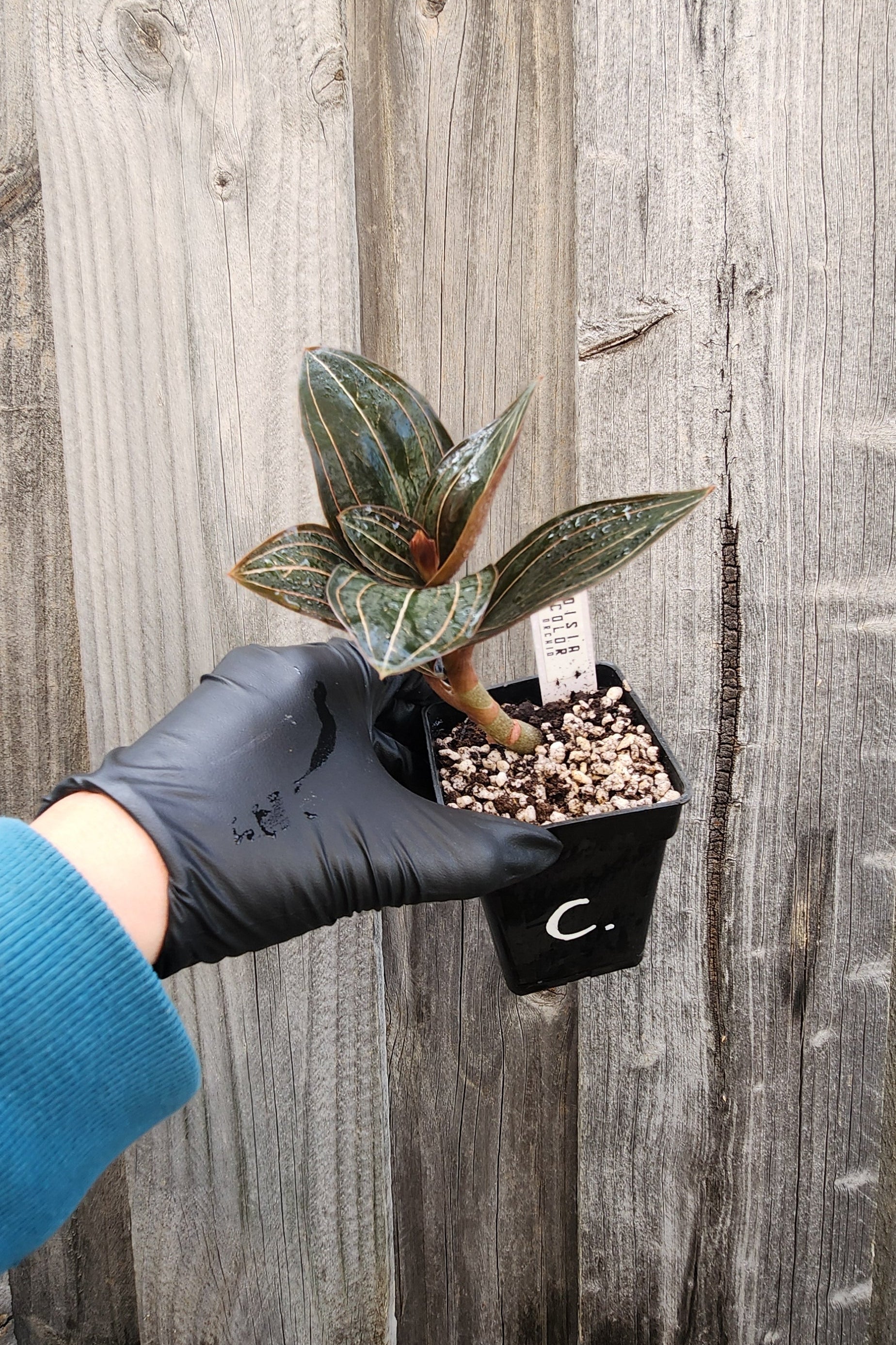 JEWEL ORCHID LUDISIA DISCOLOR 'NIGRESCENS'
