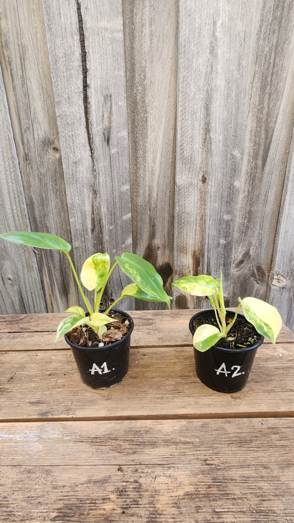 PHILODENDRON BURLE MARX VARIEGATED