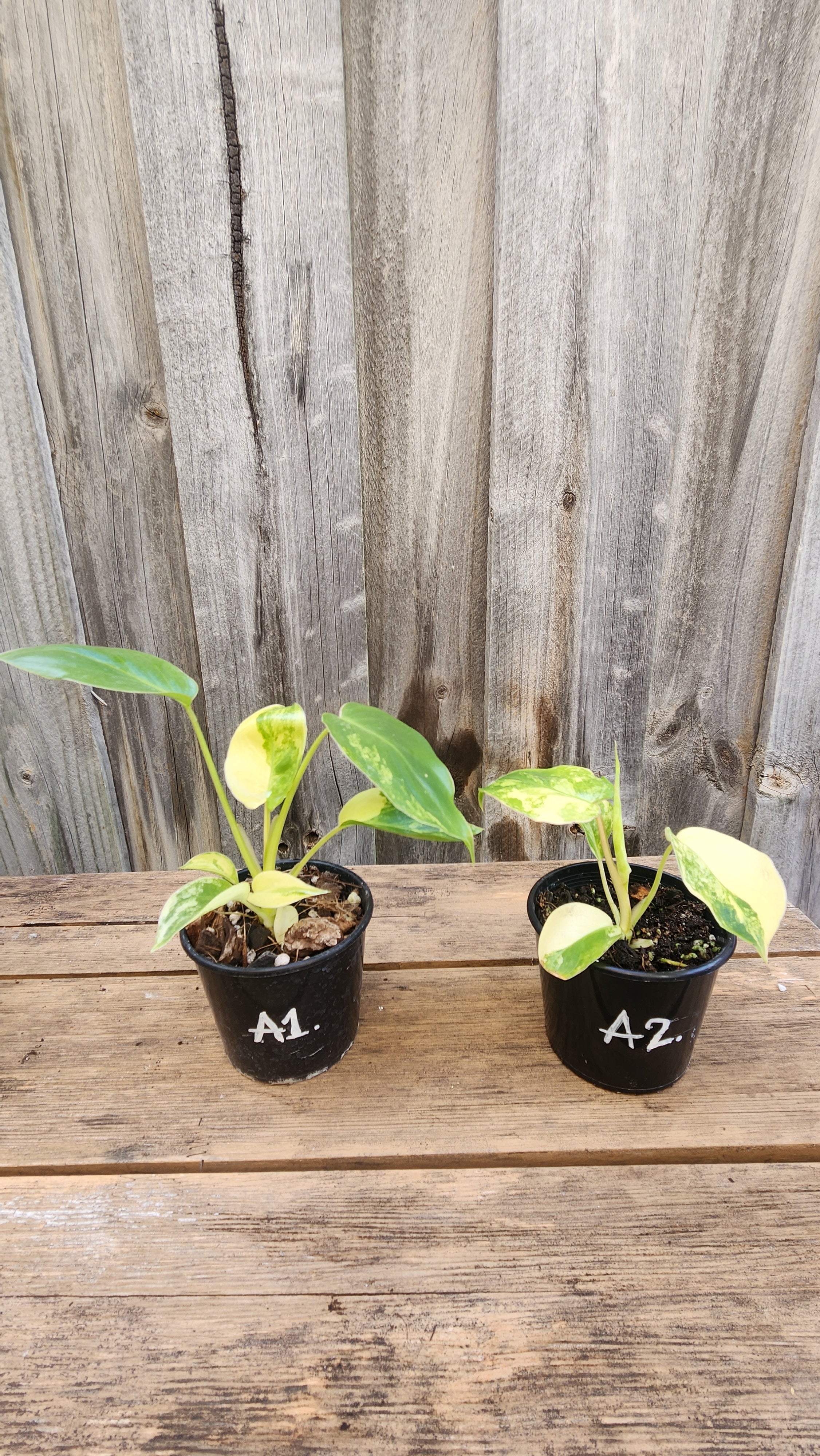 PHILODENDRON BURLE MARX VARIEGATED