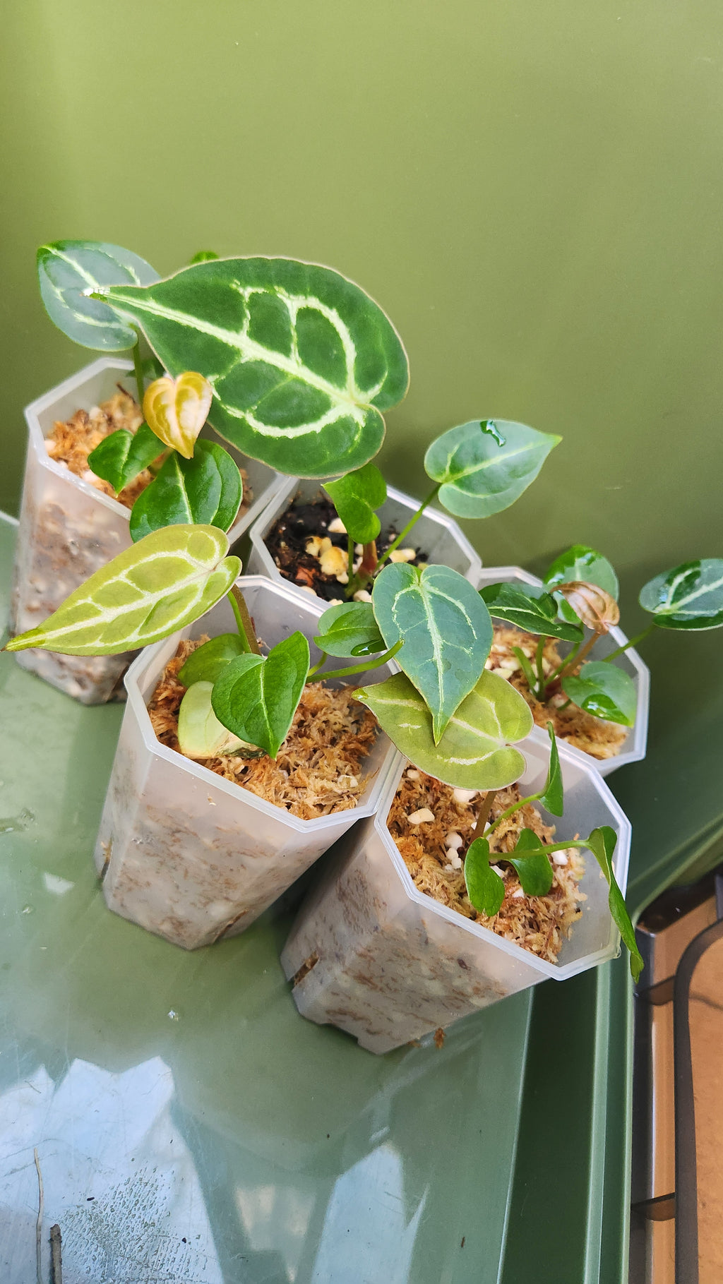 ANTHURIUM DARK FORGETII x BESSEAE AFF x MICHELLE