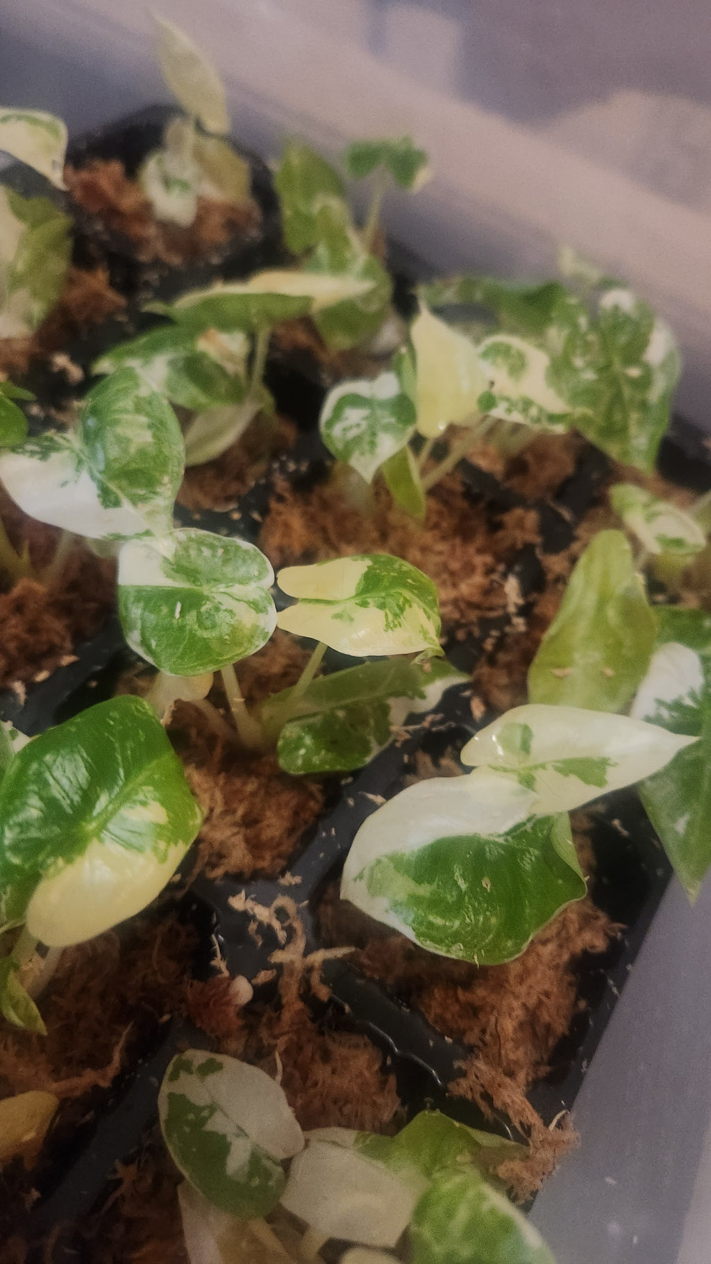 ALOCASIA MICHOLITZIANA FRYDEK PLANTLET