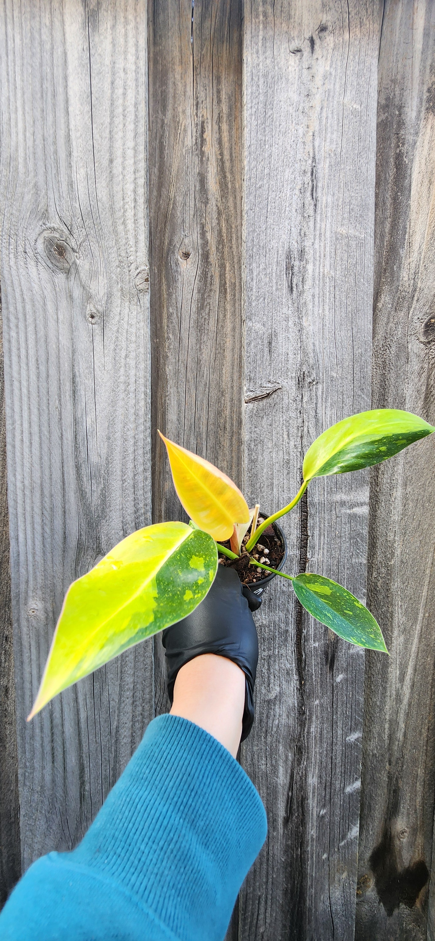 PHILODENDRON CONGO VARIEGATED "NUCLEAR"