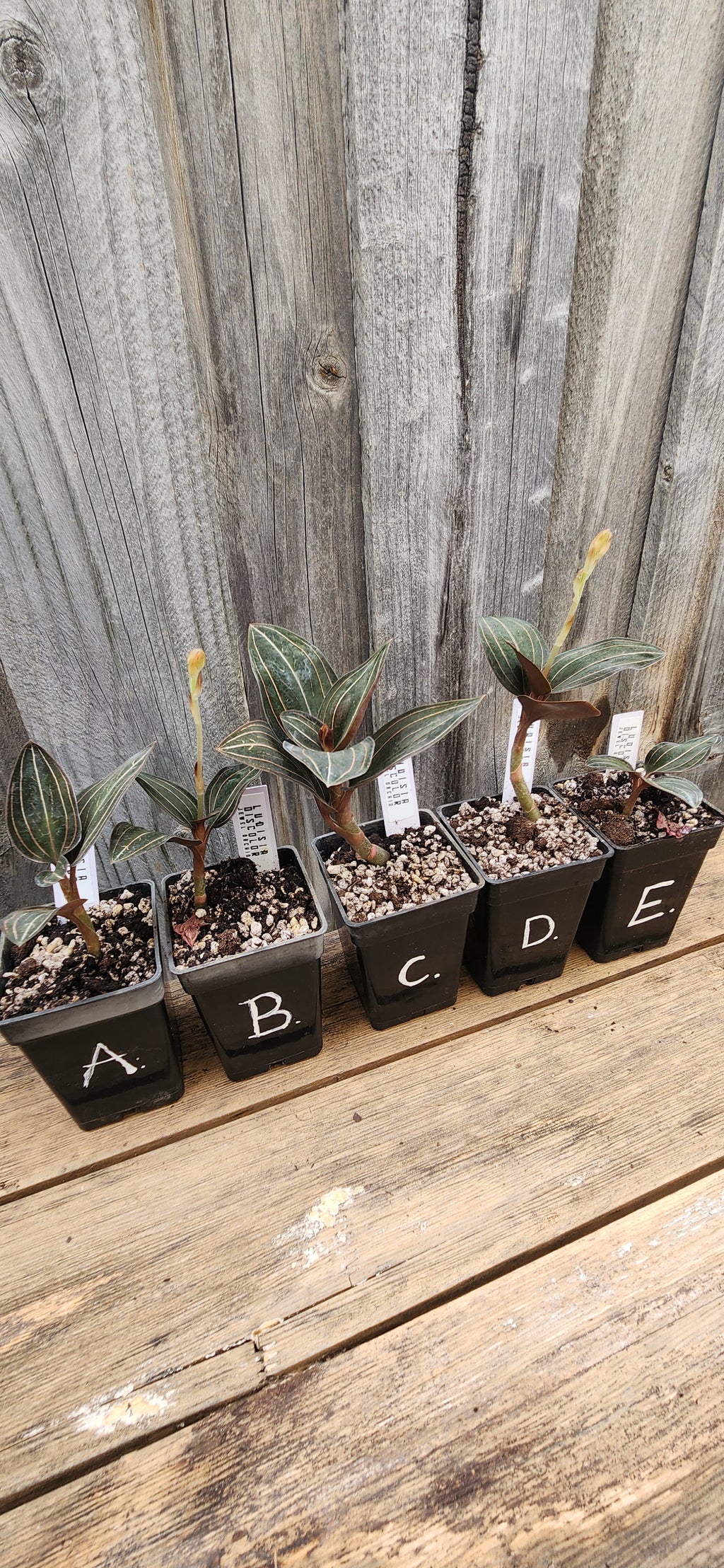 JEWEL ORCHID LUDISIA DISCOLOR 'NIGRESCENS'