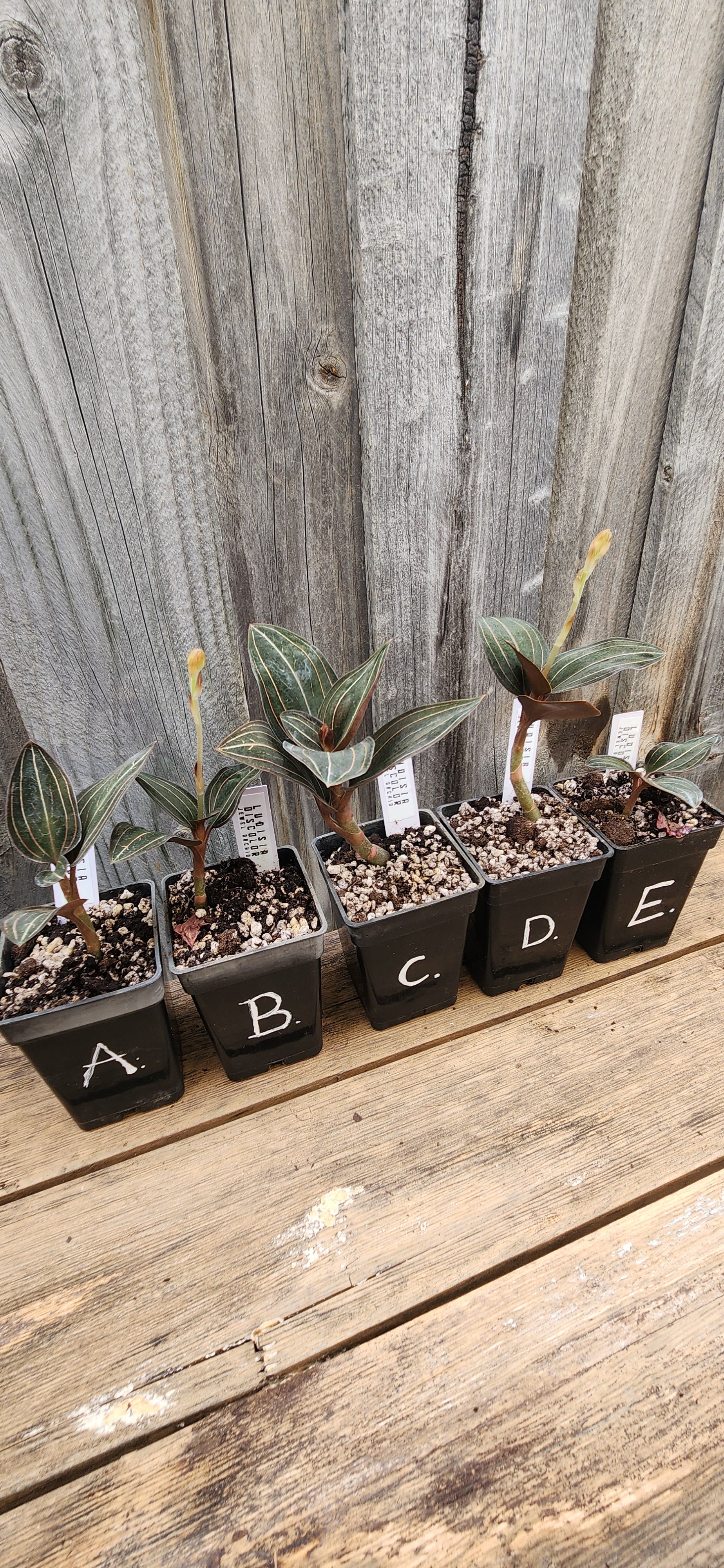 JEWEL ORCHID LUDISIA DISCOLOR 'NIGRESCENS'